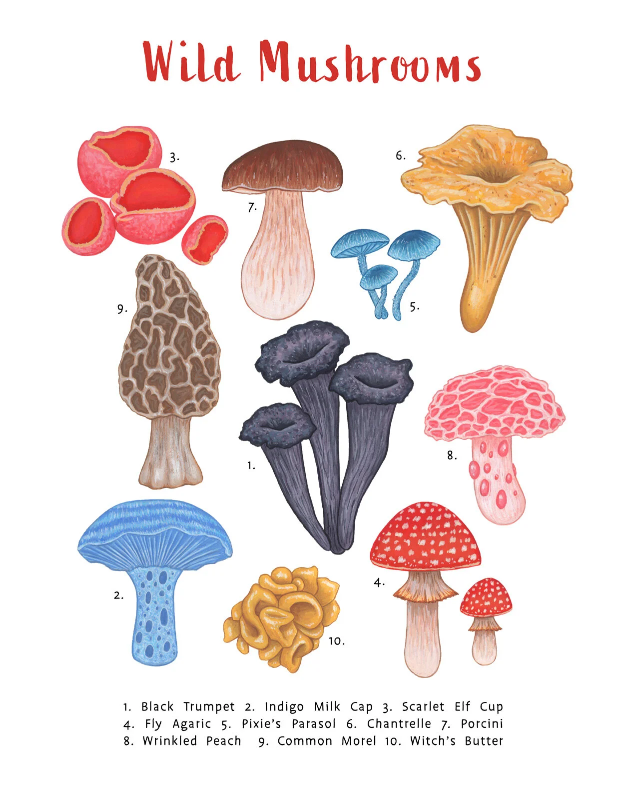 KR-0071-Wild-Mushrooms-Taxonomy-science.jpg