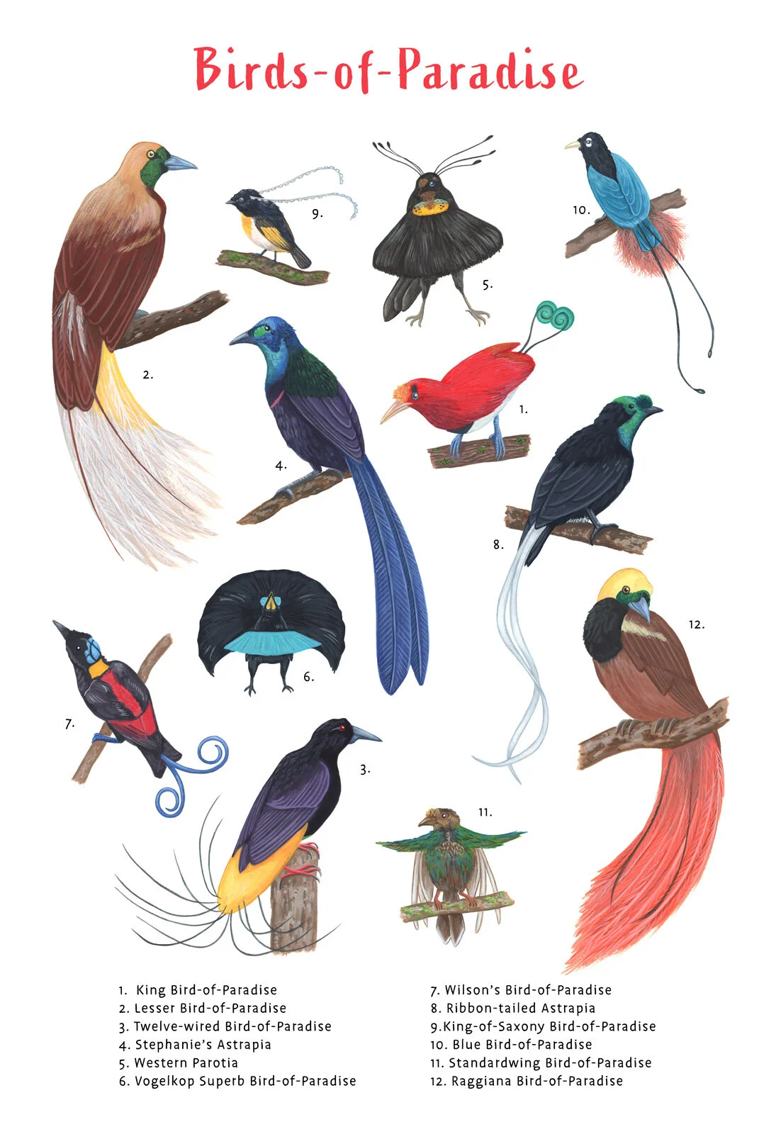 KR-0067-BOP-birds-taxonomy-science-animals-nature.jpg