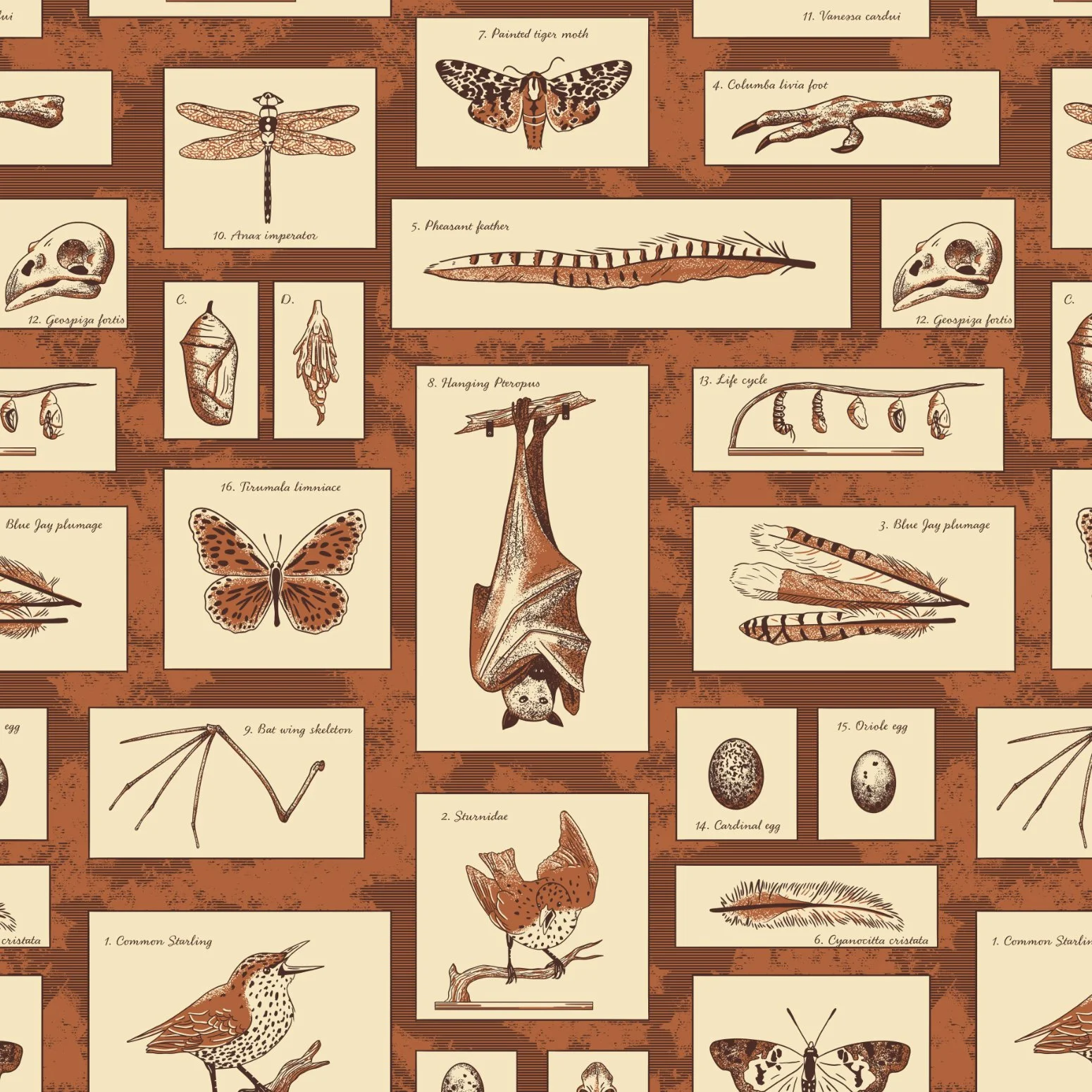 Curiosity-Cabinet-4.jpg