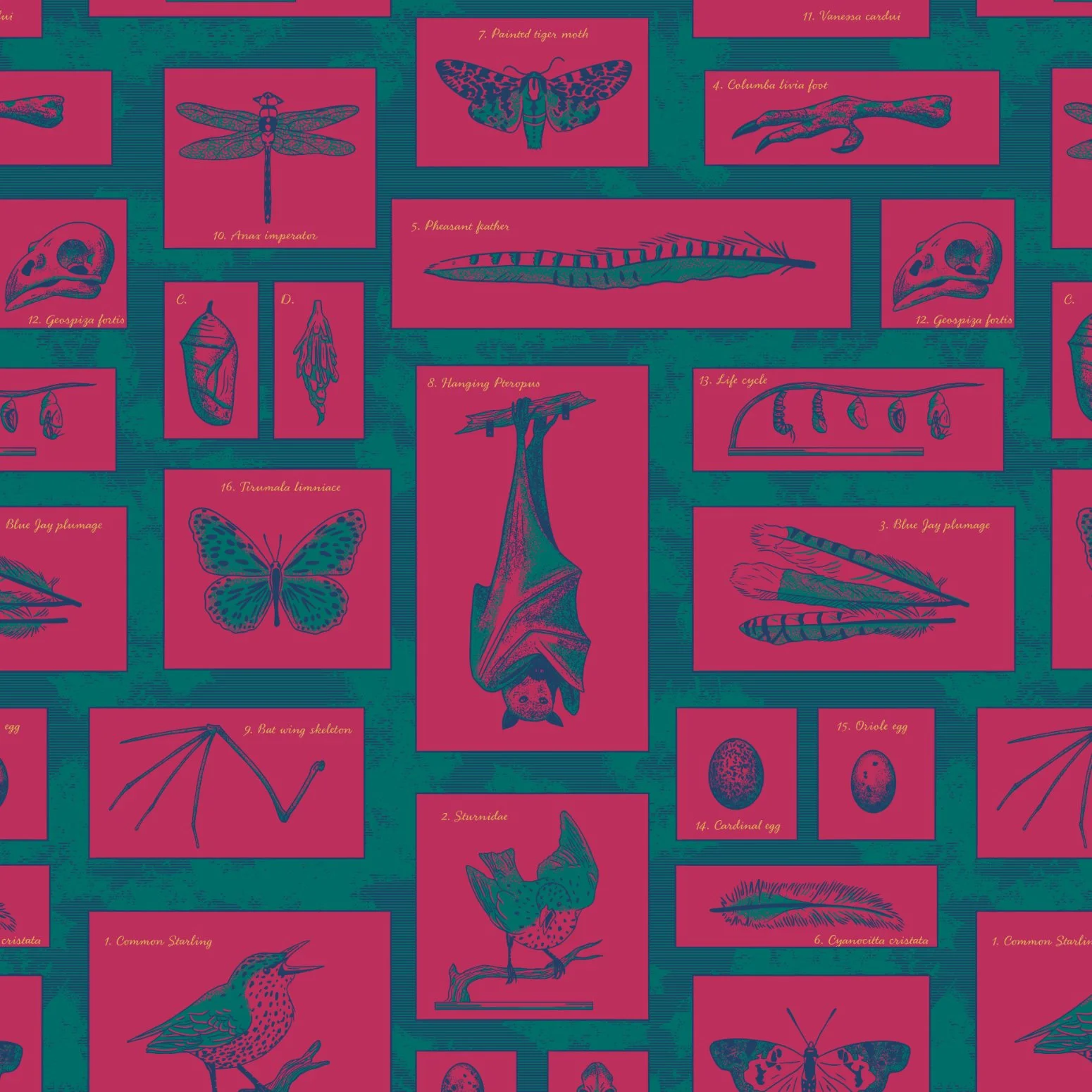 Curiosity-Cabinet-1.jpg