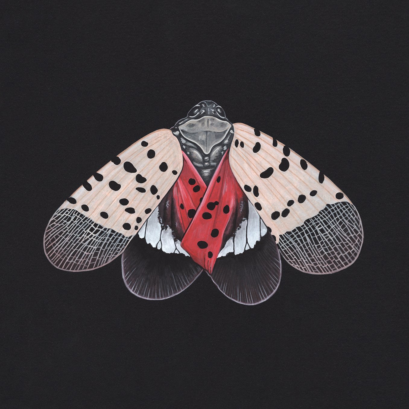 Spotted-Lanternfly-web.jpg