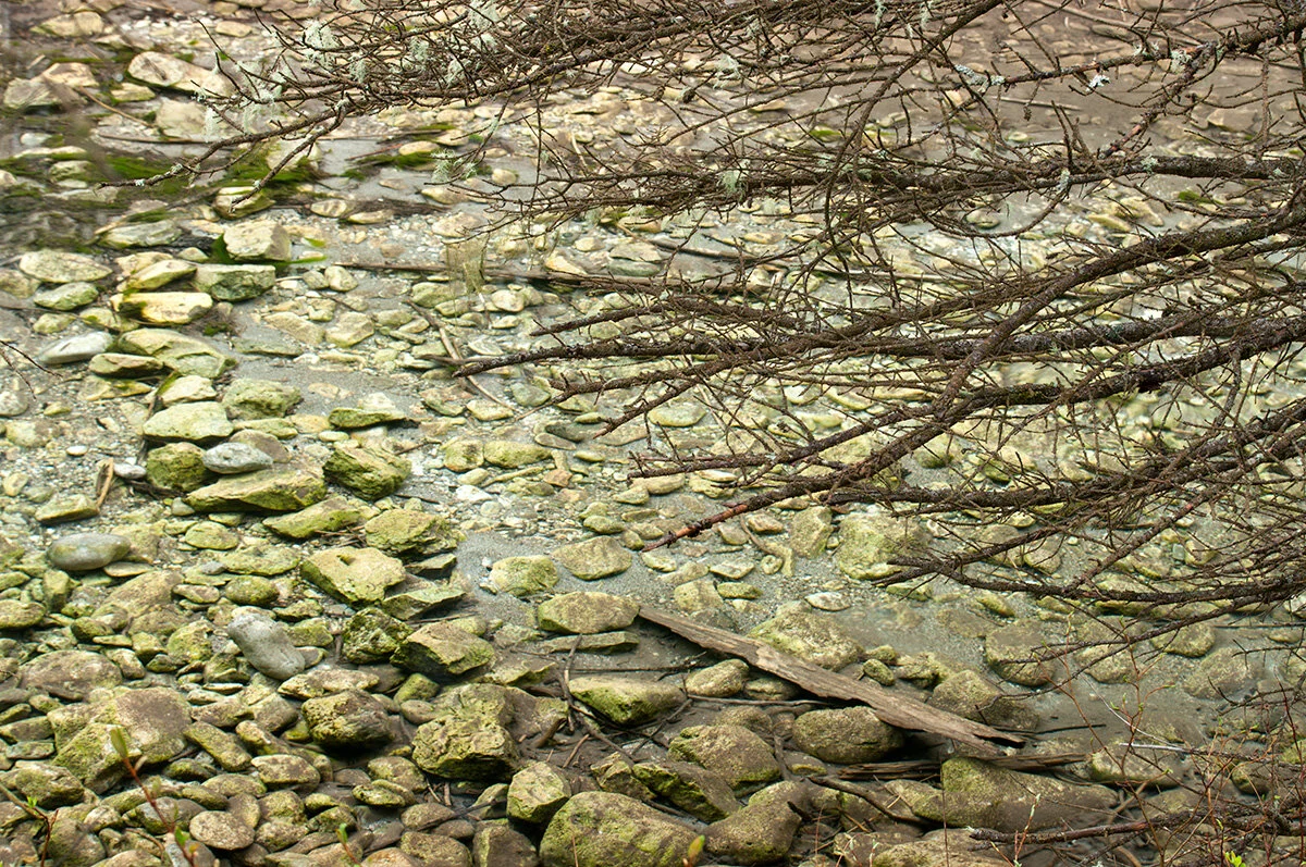 Pressed Landscape #6