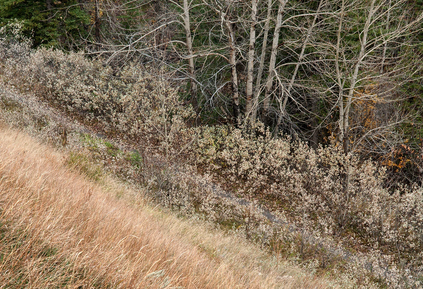 Pressed Landscape #8