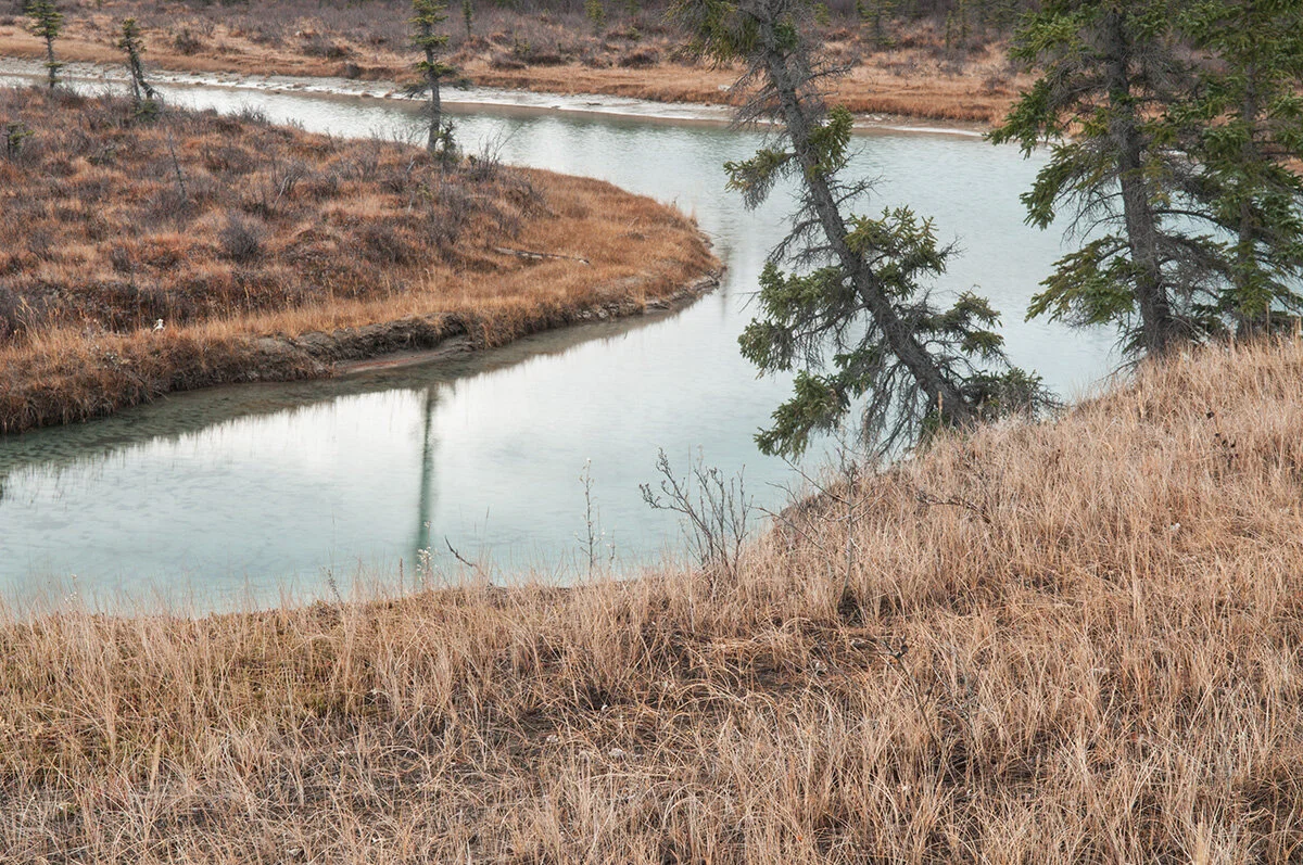 Pressed Landscape #5