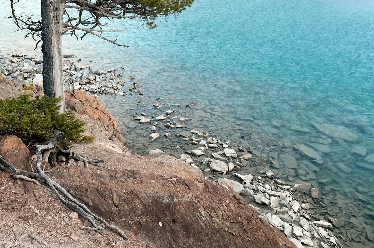 Pressed Landscape #2