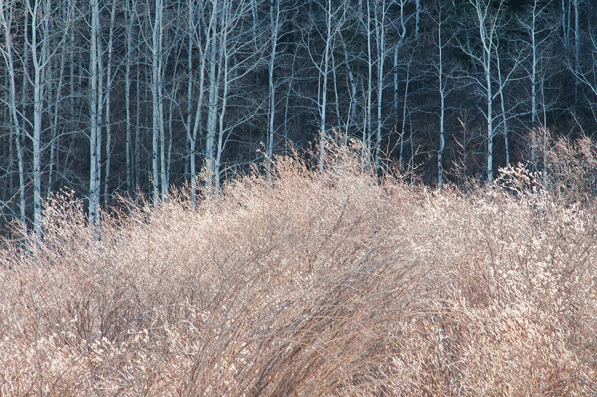 Pressed Landscape #3