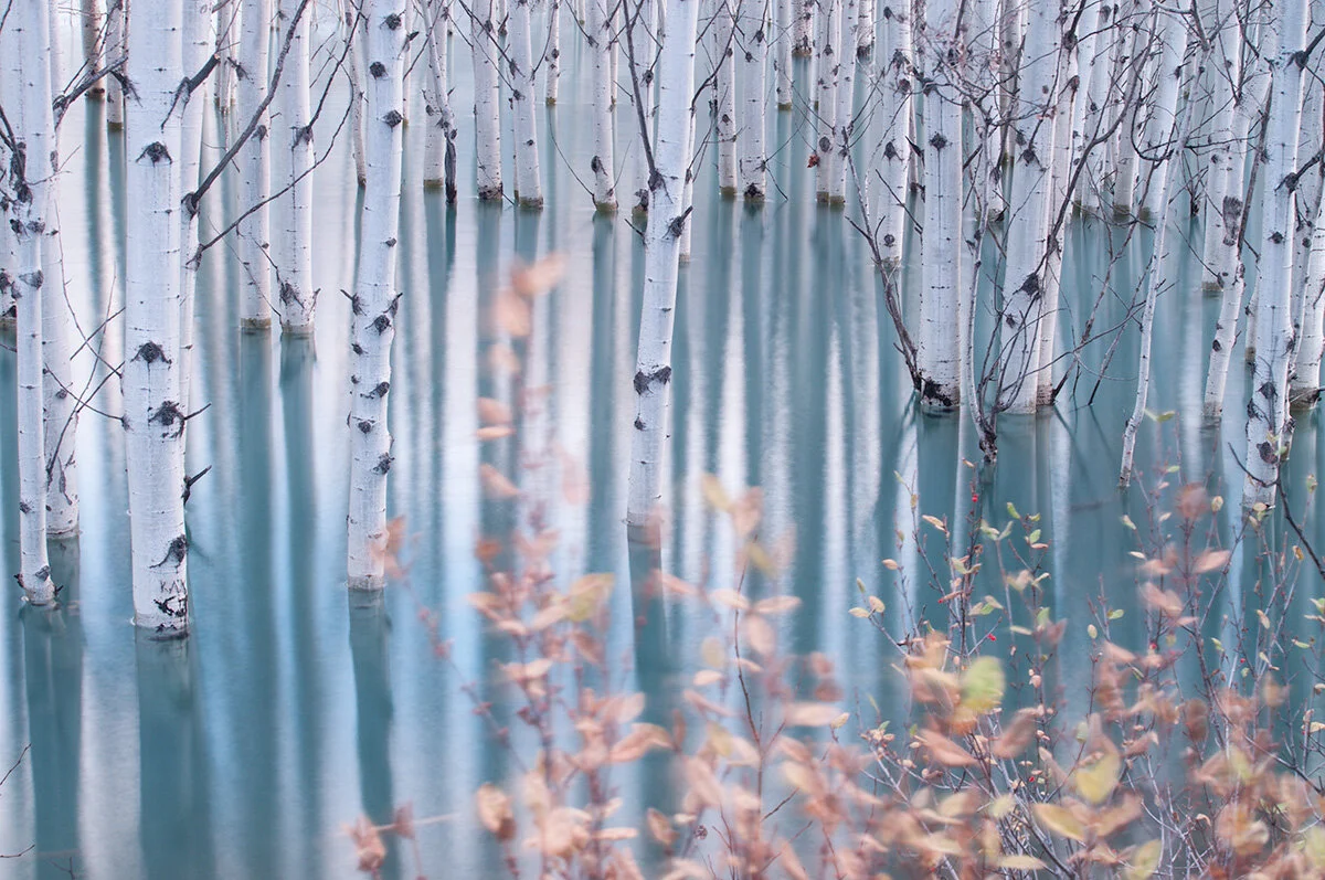 Pressed Landscape #4