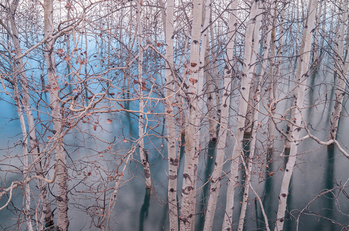 Pressed Landscape #11