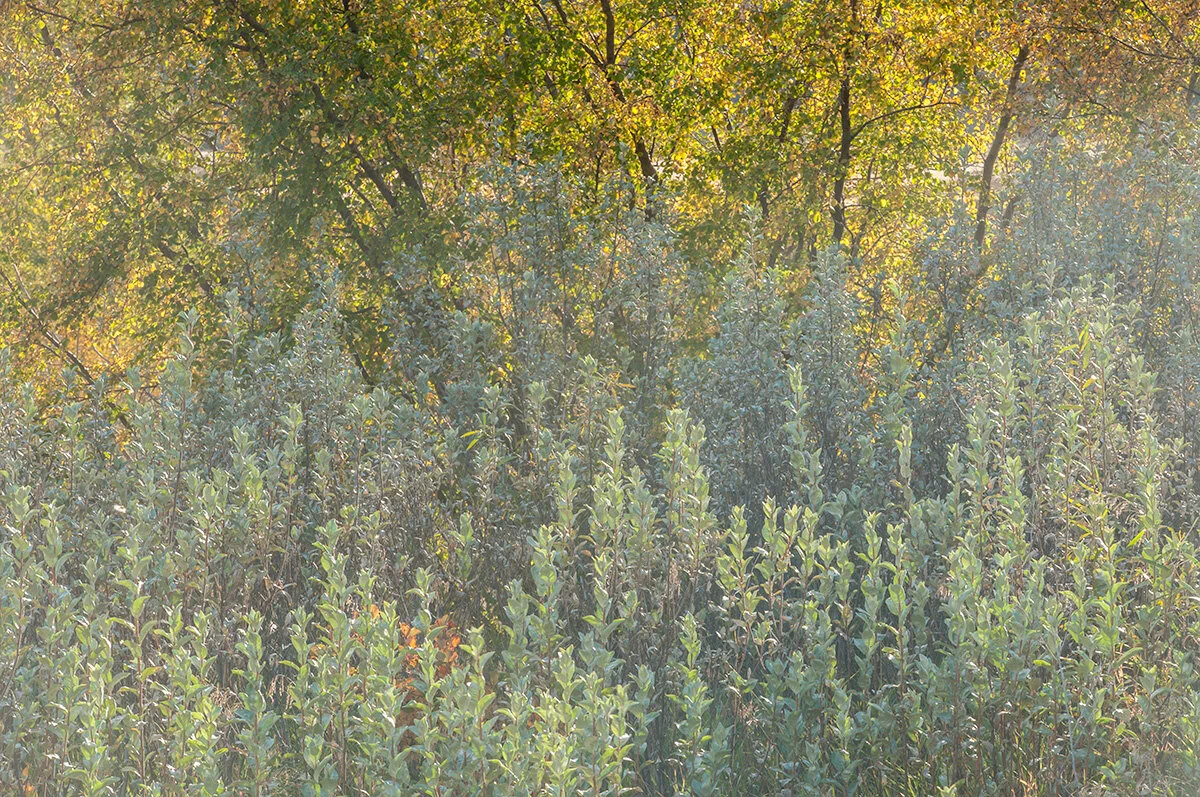 Pressed Landscape #10