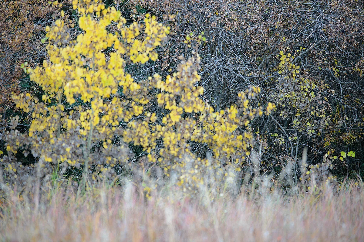 Pressed Landscape #9