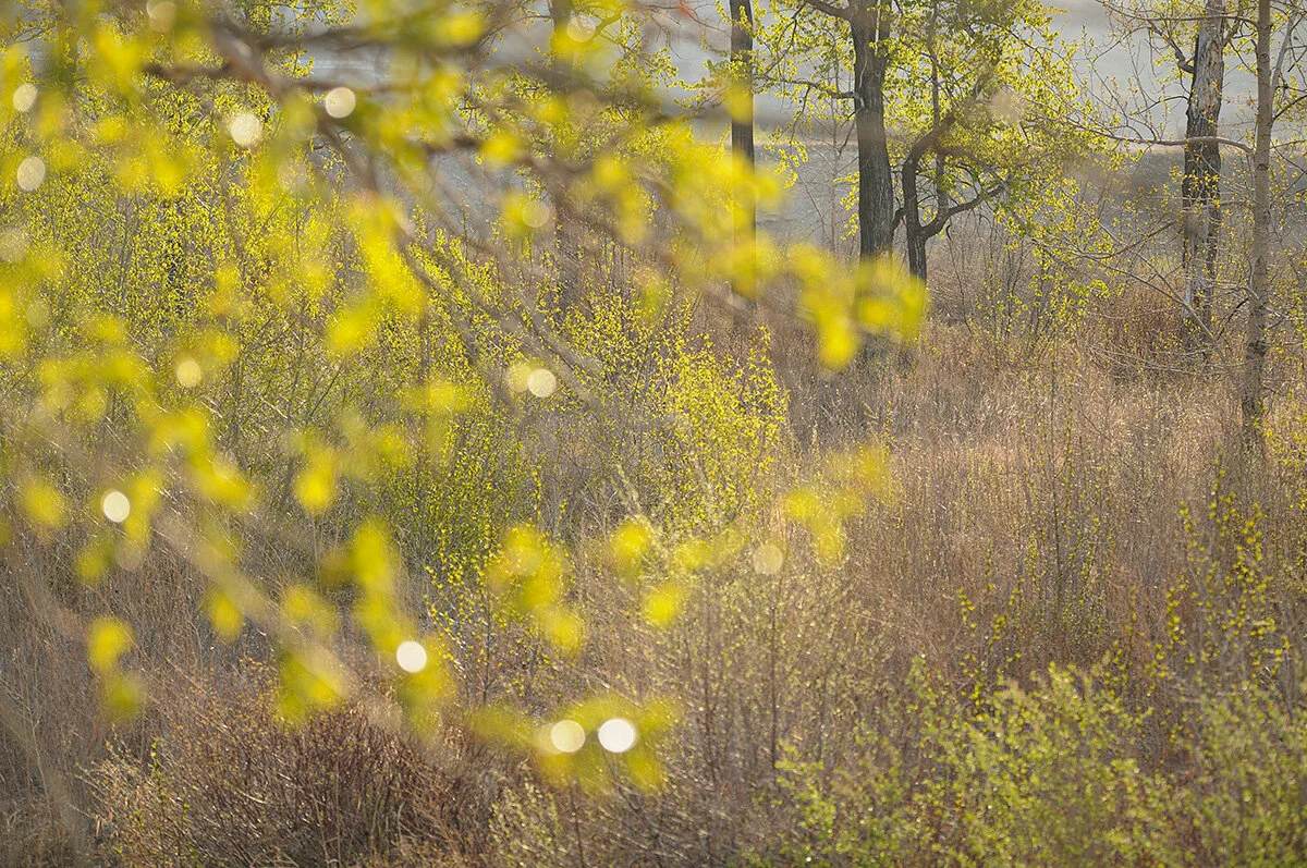 Pressed Landscape #12