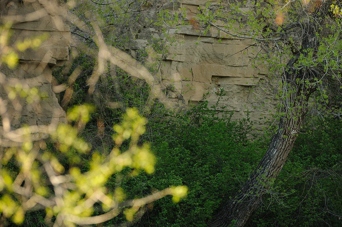 Pressed Landscape #14