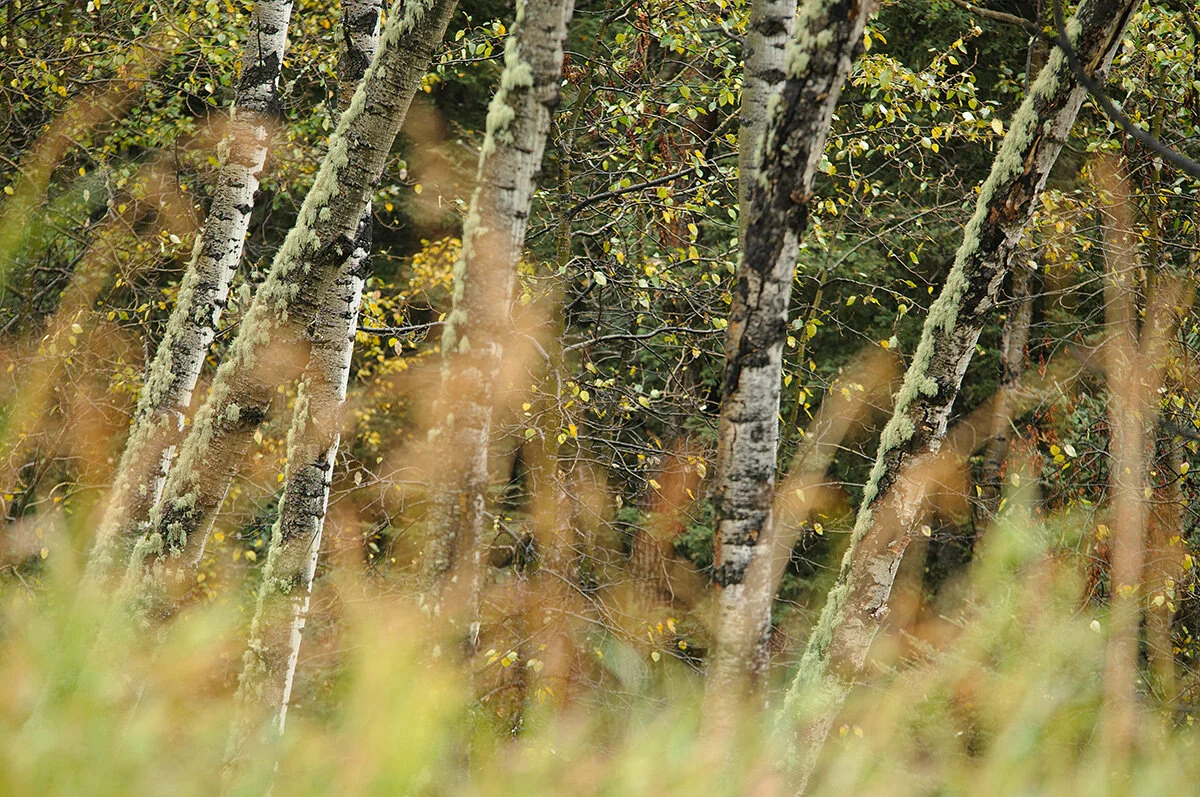 Pressed Landscape #16