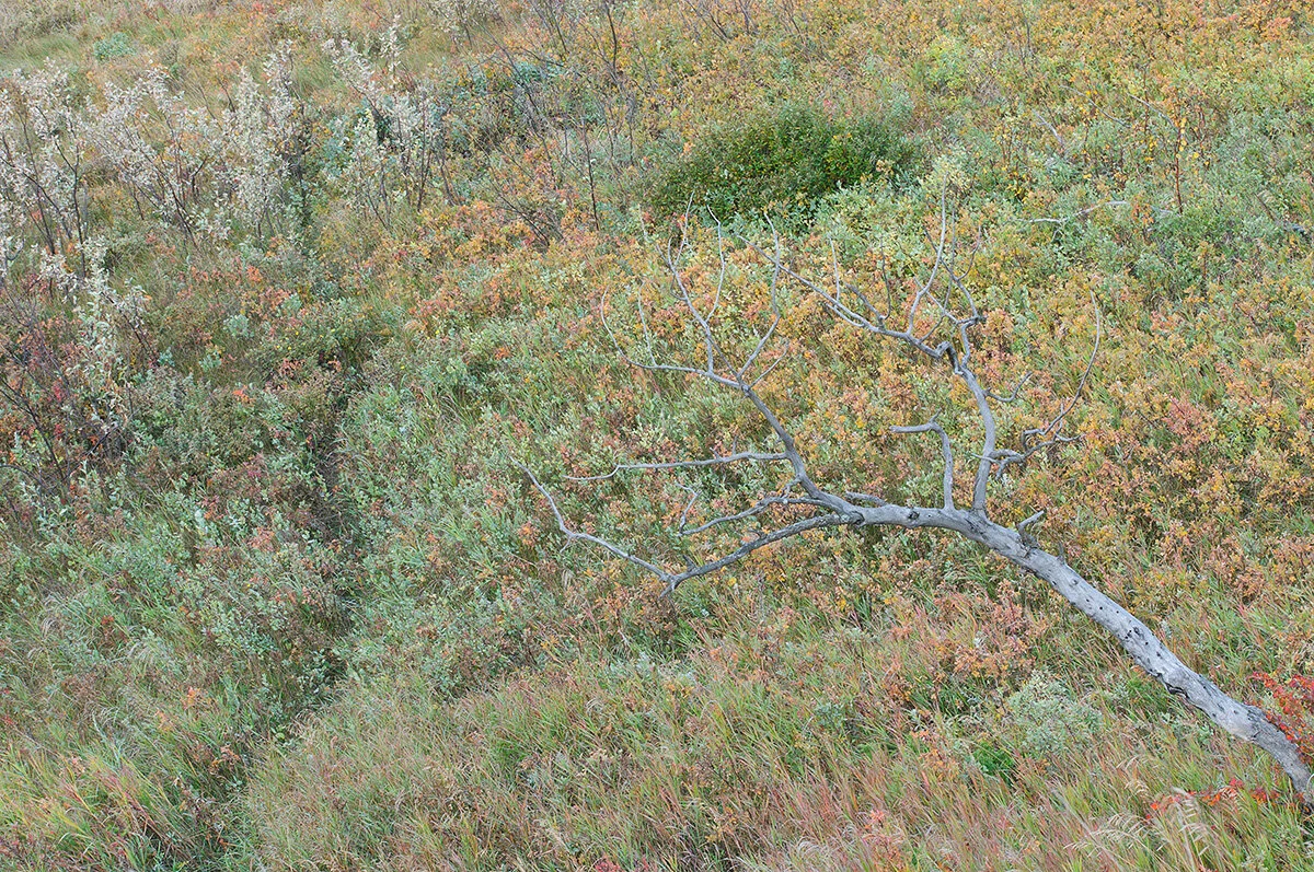 Pressed Landscape #17