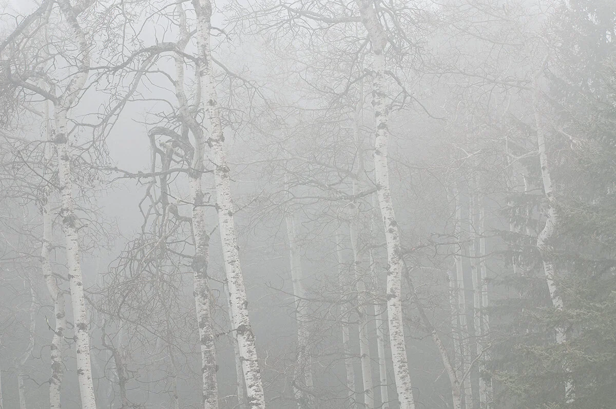 Pressed Landscape #13