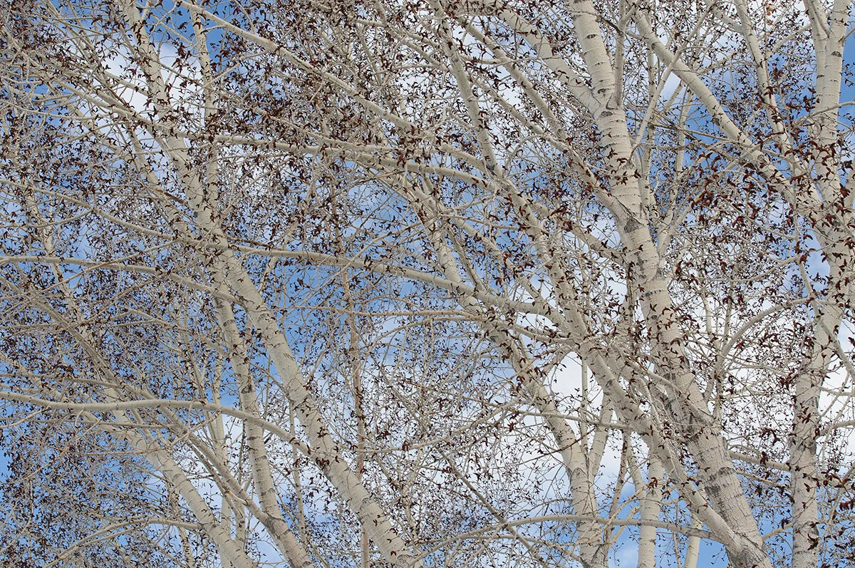 Pressed Landscape #15