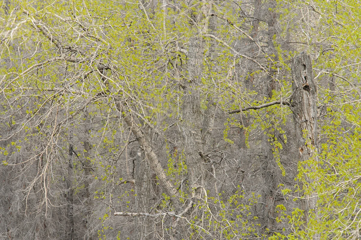 Pressed Landcape #19