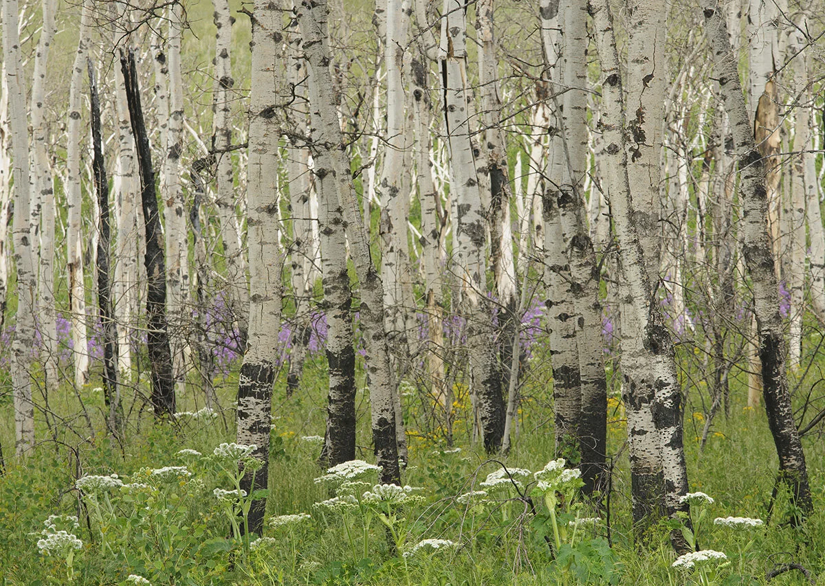 Pressed Landscape #20