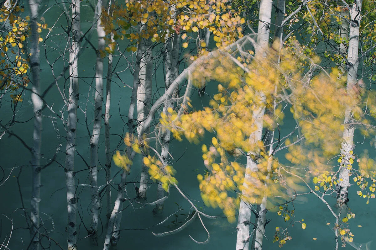 Pressed Landscape #1