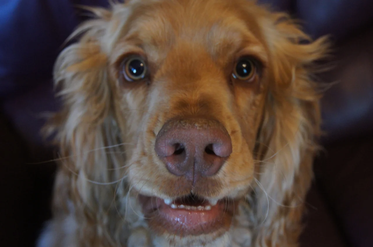 puppies03.jpg