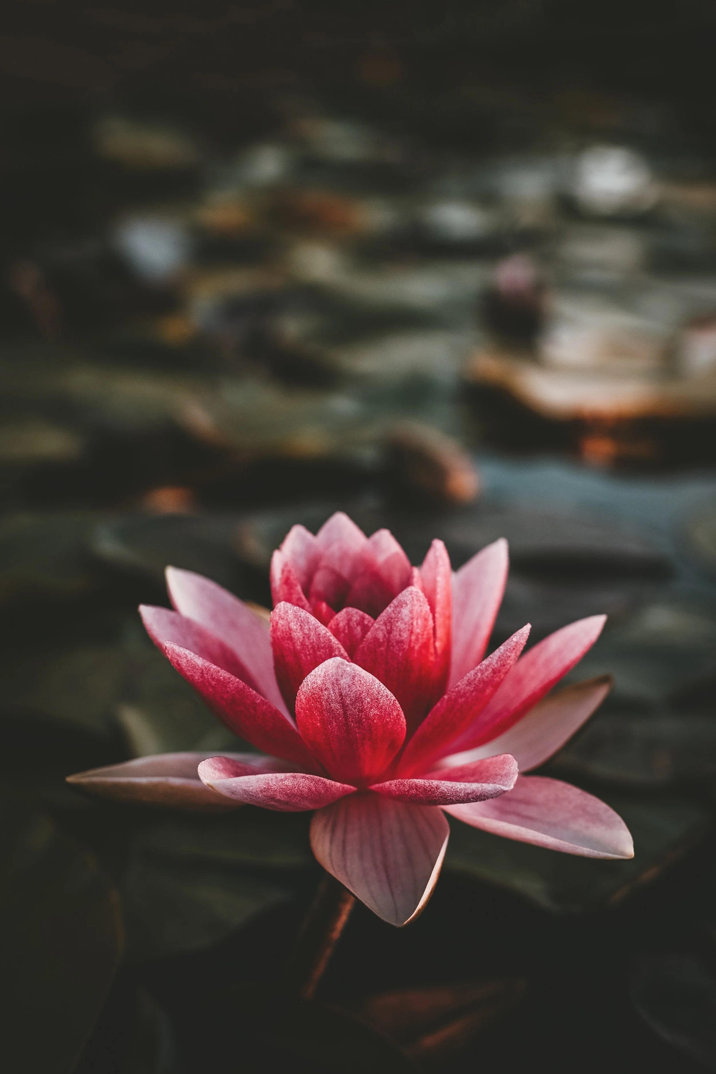 lotus.jpg