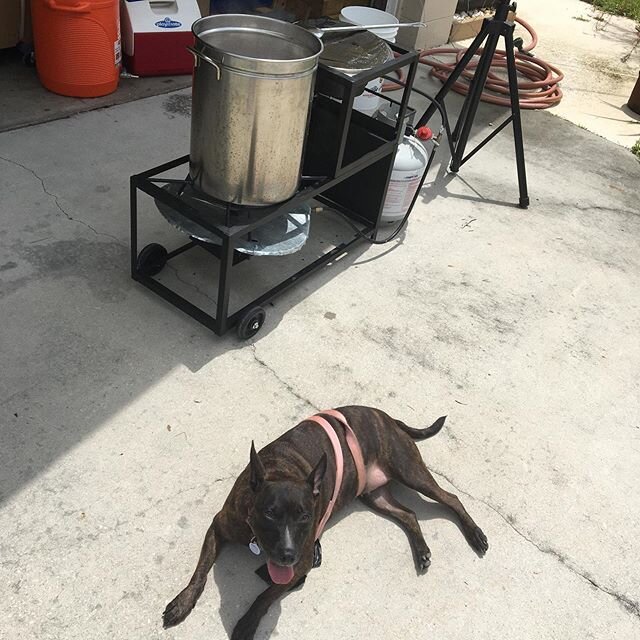A long overdue brew-day with #StellaTheBreweryDog supervising the process. First #Hefeweizen of the summer!
.
.
.
#Wicketrun #SmallBatchesBigBeers #BreweryOrBust #CraftBeerLover #DrinkLocal #DrinkCraftBeer #TampaCraftBeer #ComingSoon #Beer #Tampa #Br