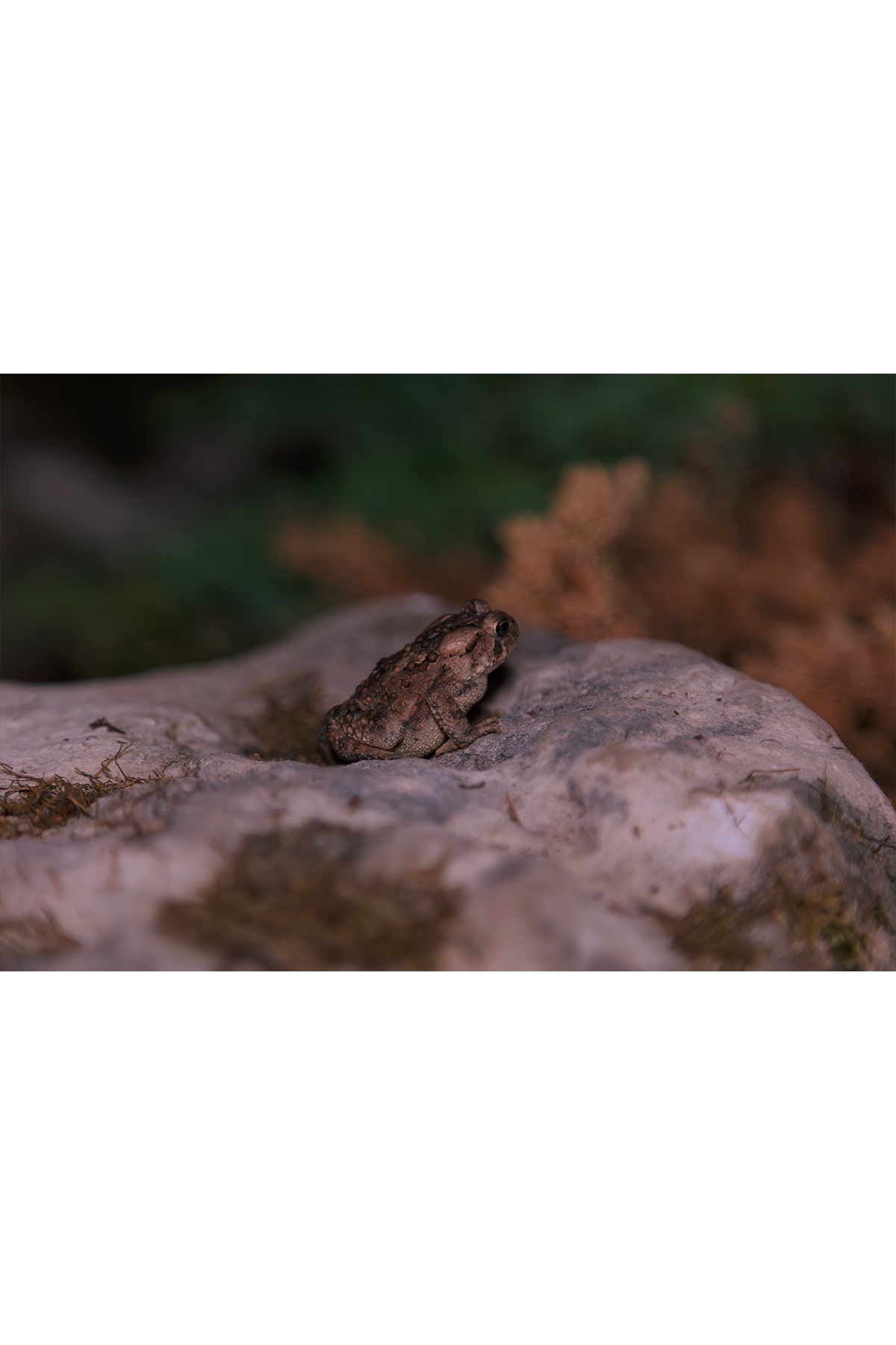 toad.png
