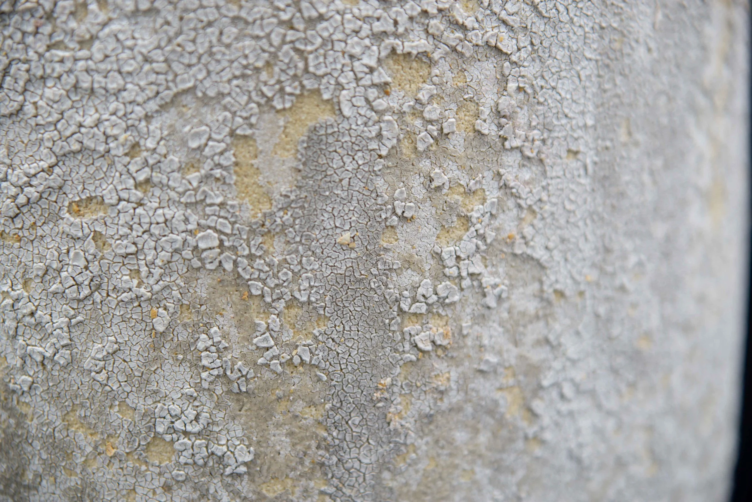 LICHEN_D19_H39-8.jpg