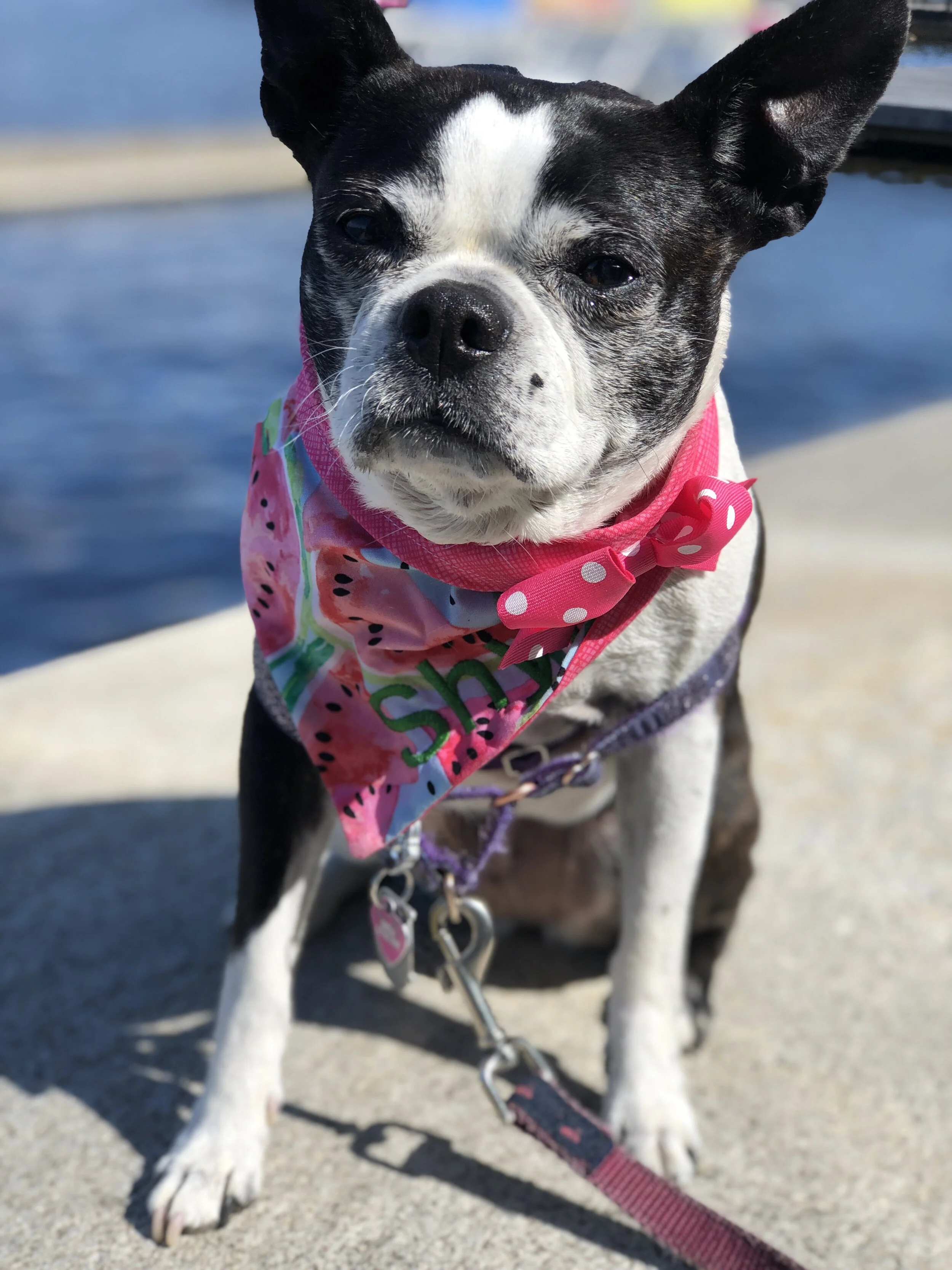 Boston Terrier Rescue Austin 84 - ztoejmh
