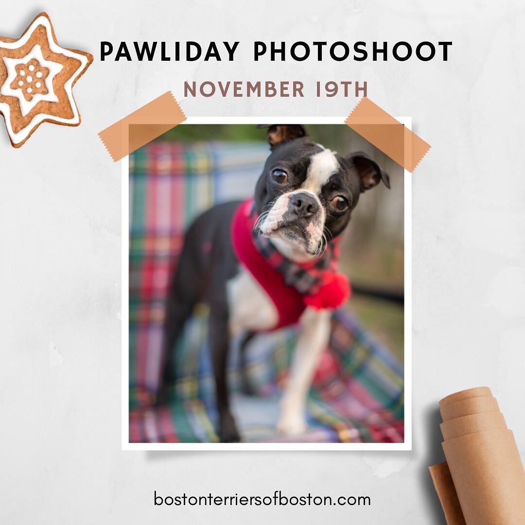 Our Pawliday Photoshoot is a can't miss event. Your dog can look as cute as Vinny here. Make sure you RSVP and get your payment in before tomorrow at 5. You can still come and do the shoot after tomorrow it'll just cost extra. Can't wait to see you a