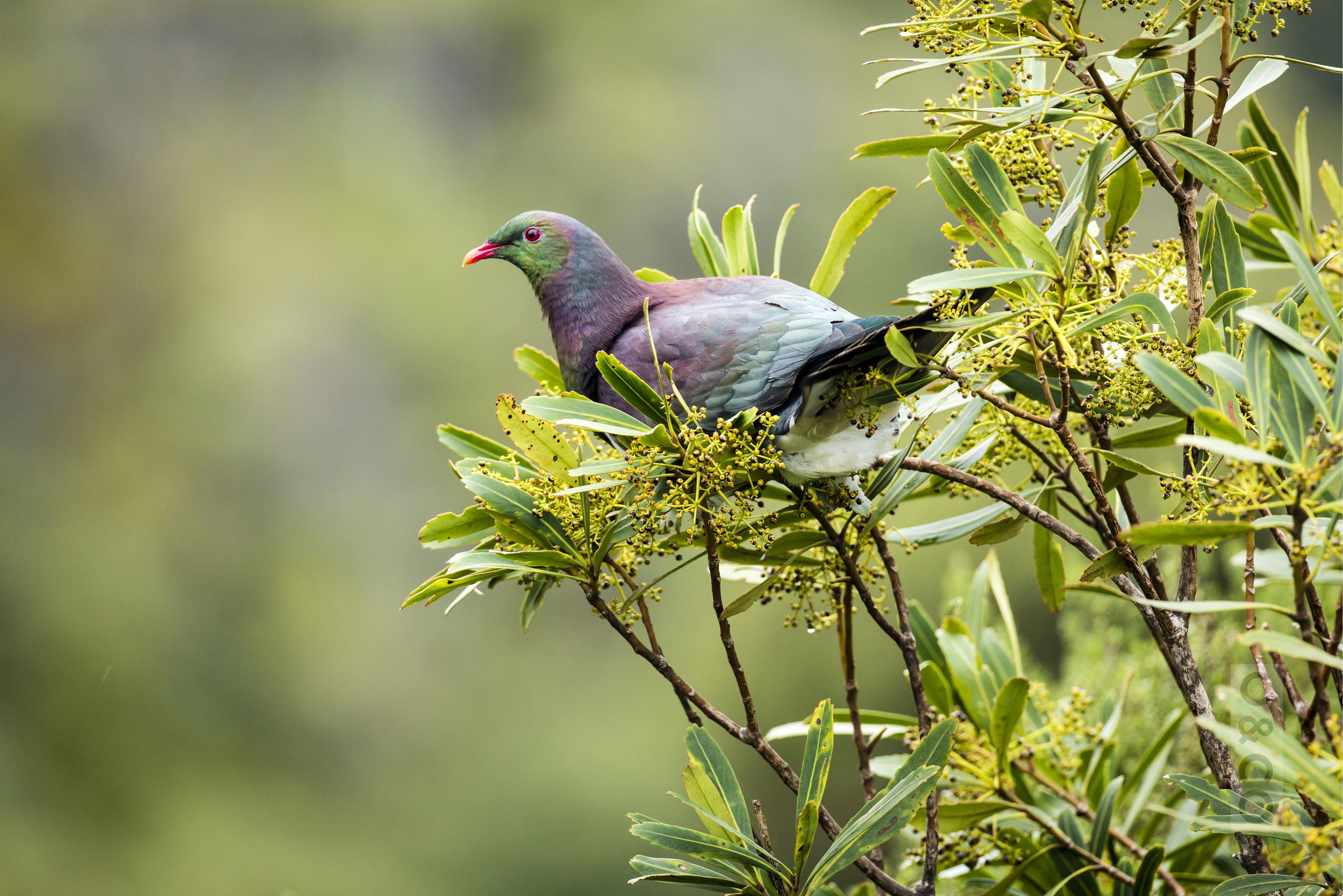 Wood pidgeon.jpg