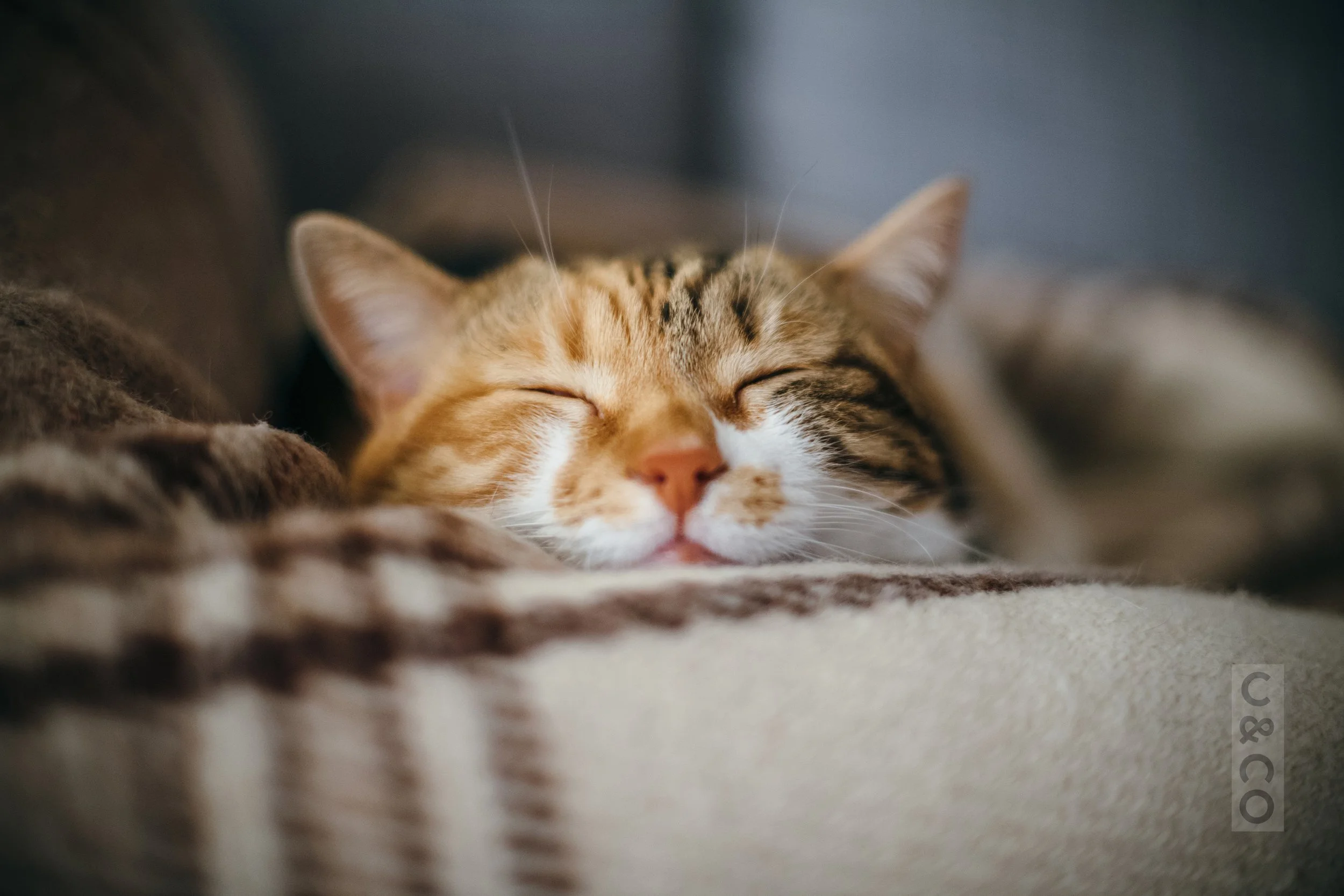 Cat (1).jpg