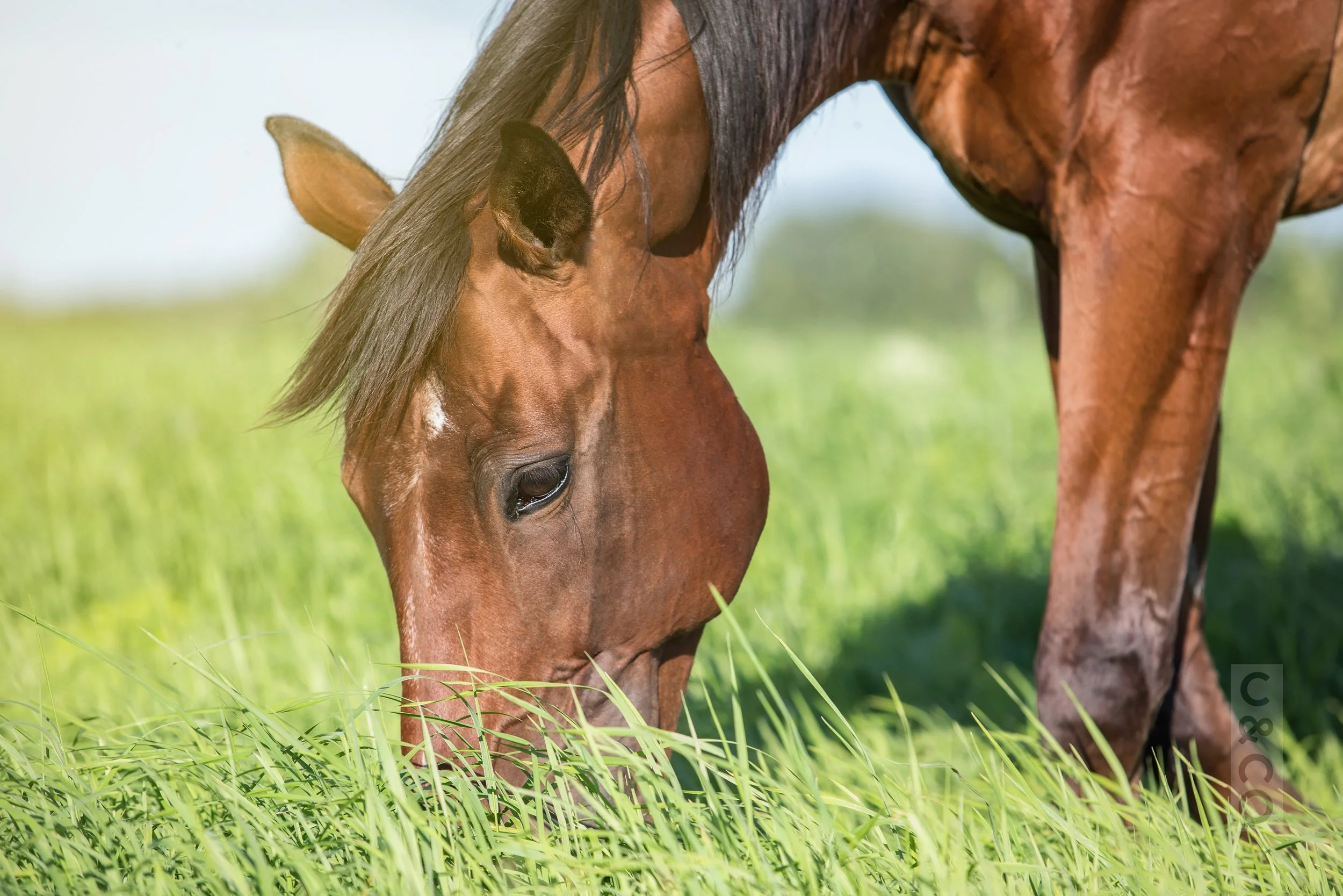 Horse grazing.jpg