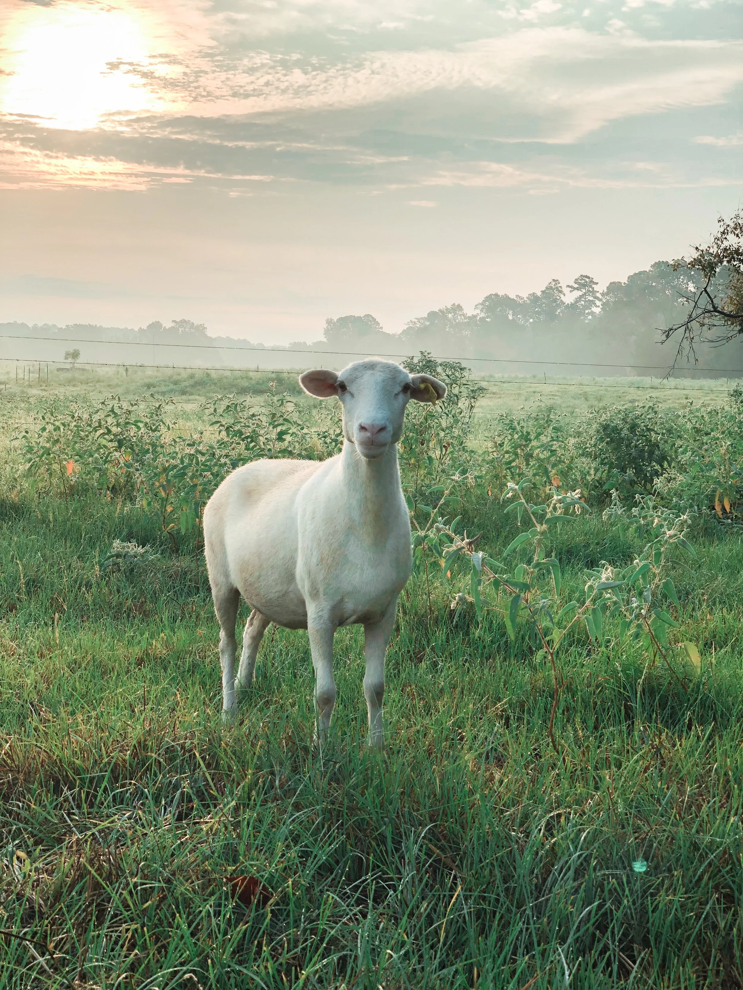 Regenerative Livestock Management #1