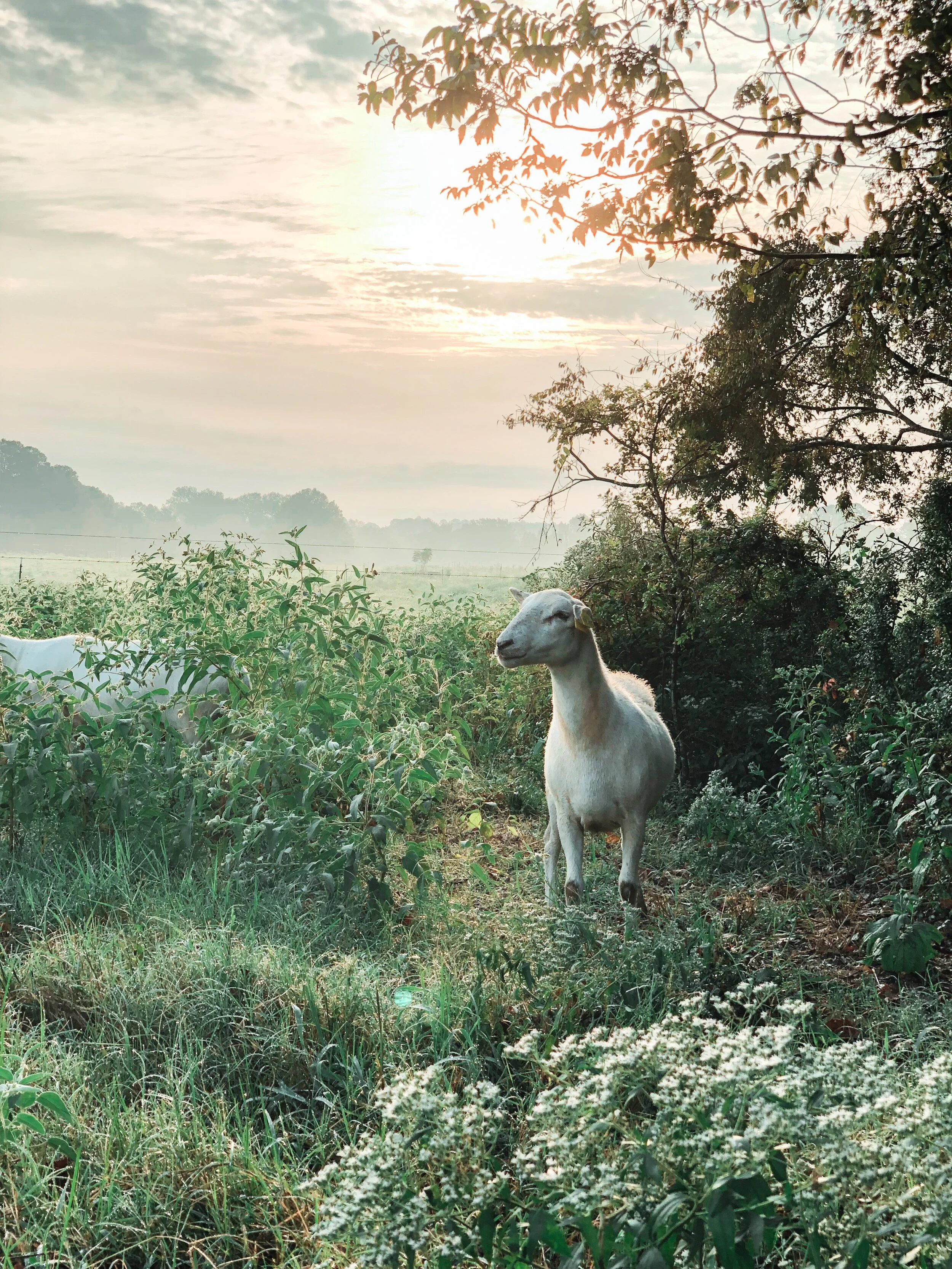 Friends of the Farm Gift Card