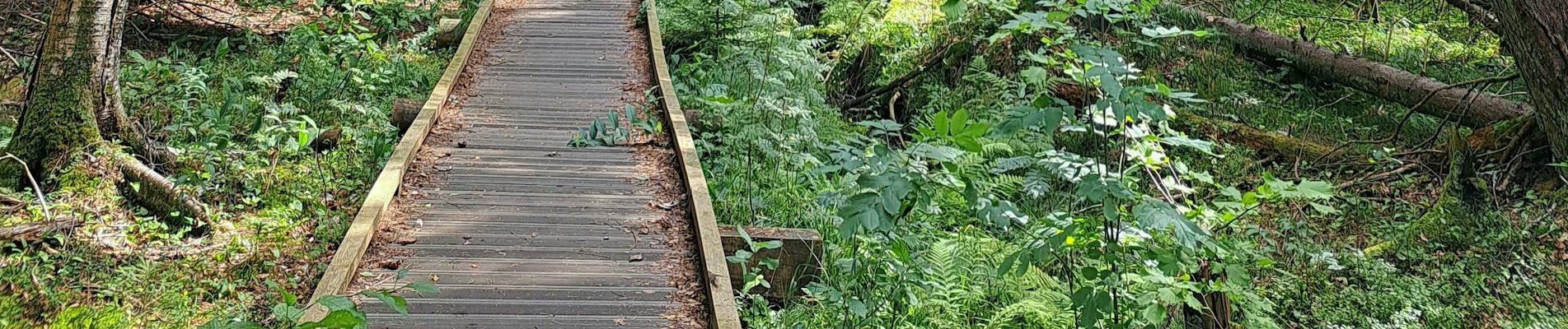 counselingwise-bridge.jpg