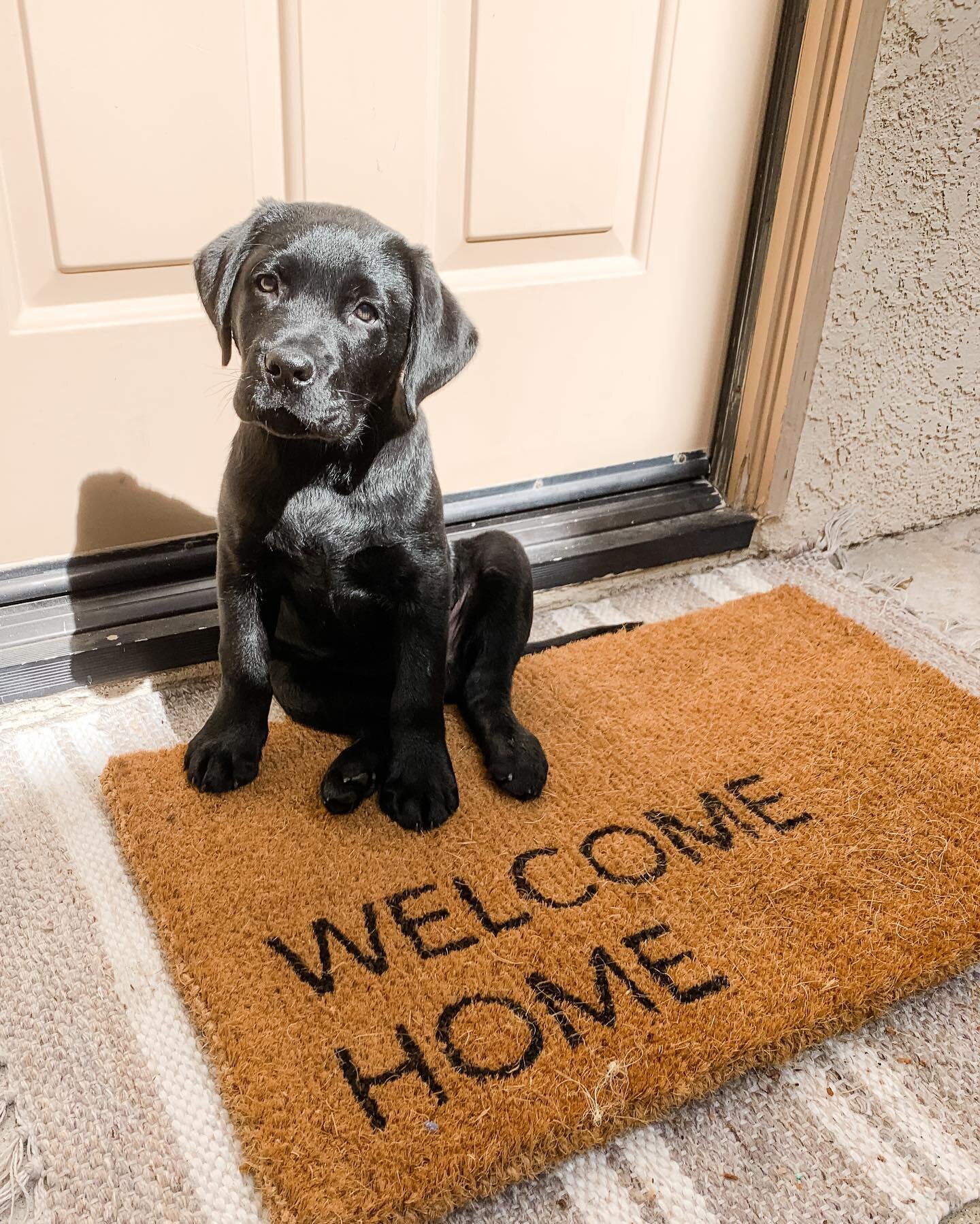 Henry looked so dang cute after our afternoon walk today 🖤.