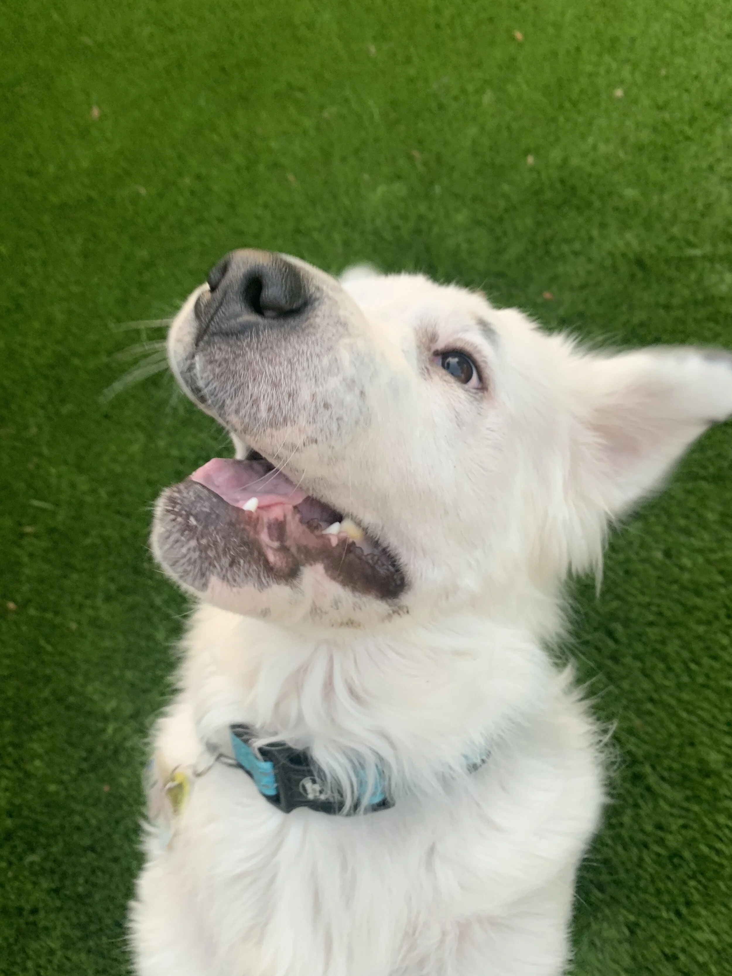 Holiday Report:  Mismatched Doggos, Vegetable Pie, and Hair-Eating Wombats