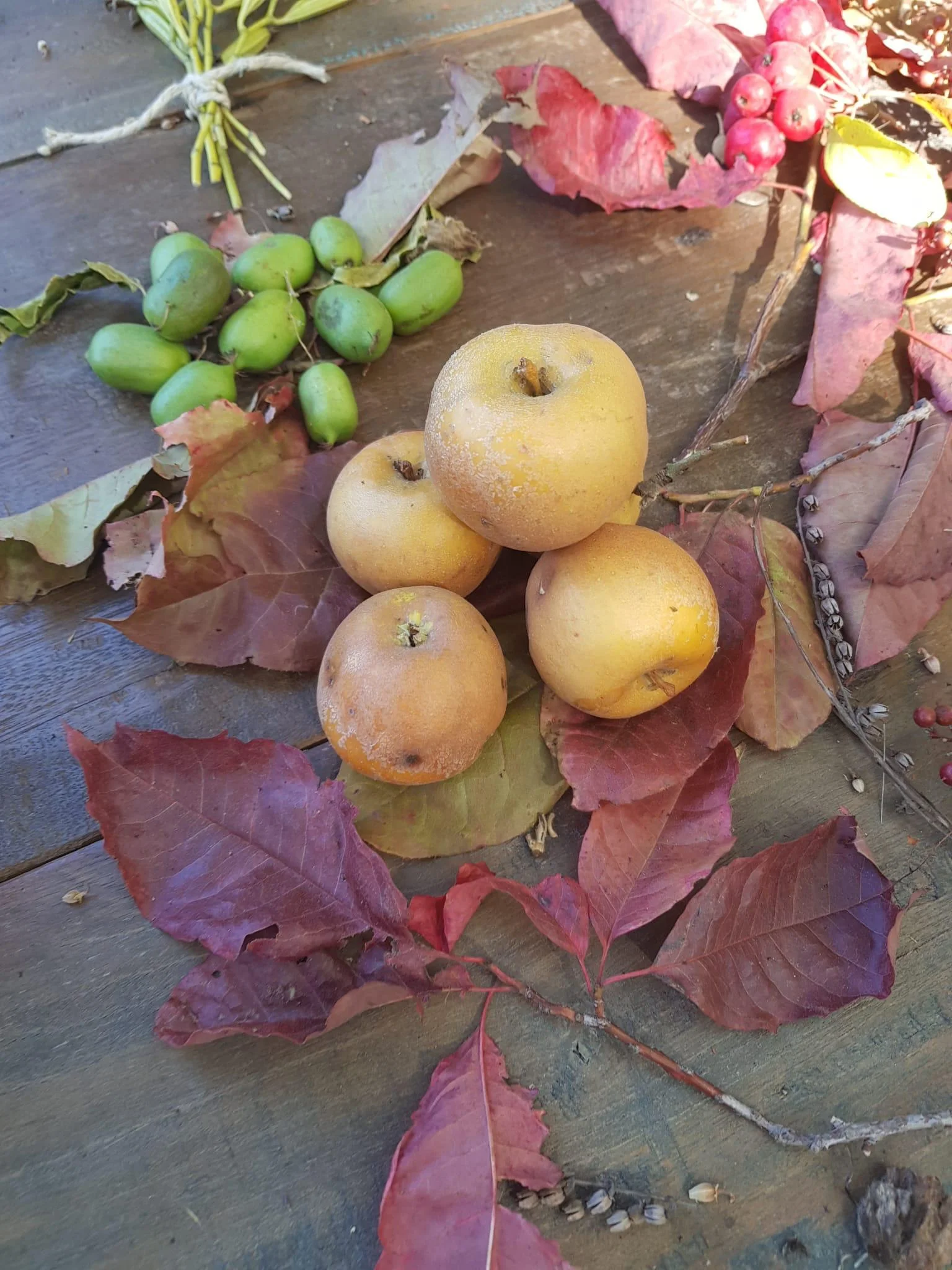 Workshop: Immersione negli elementi e nei meridiani. L'autunno e il metallo