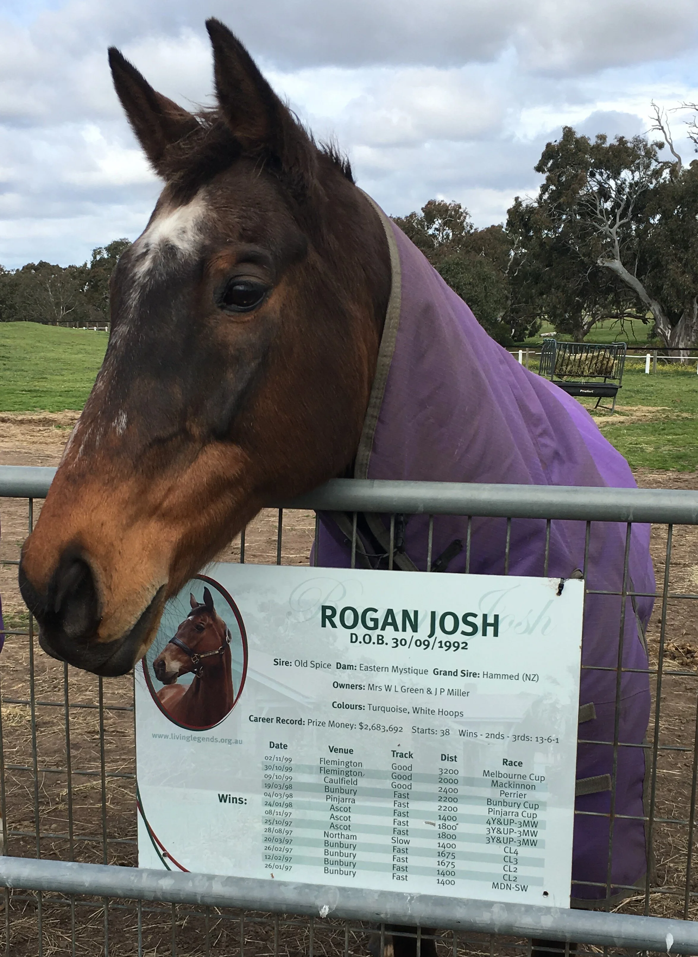 One of our favourite horses at Living Legends is the sweet-natured gelding, Rogan Josh