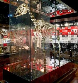 Carbine’s skeleton, formerly on display at the Australian Racing Museum within the National Sports Museum beneath the MCG.