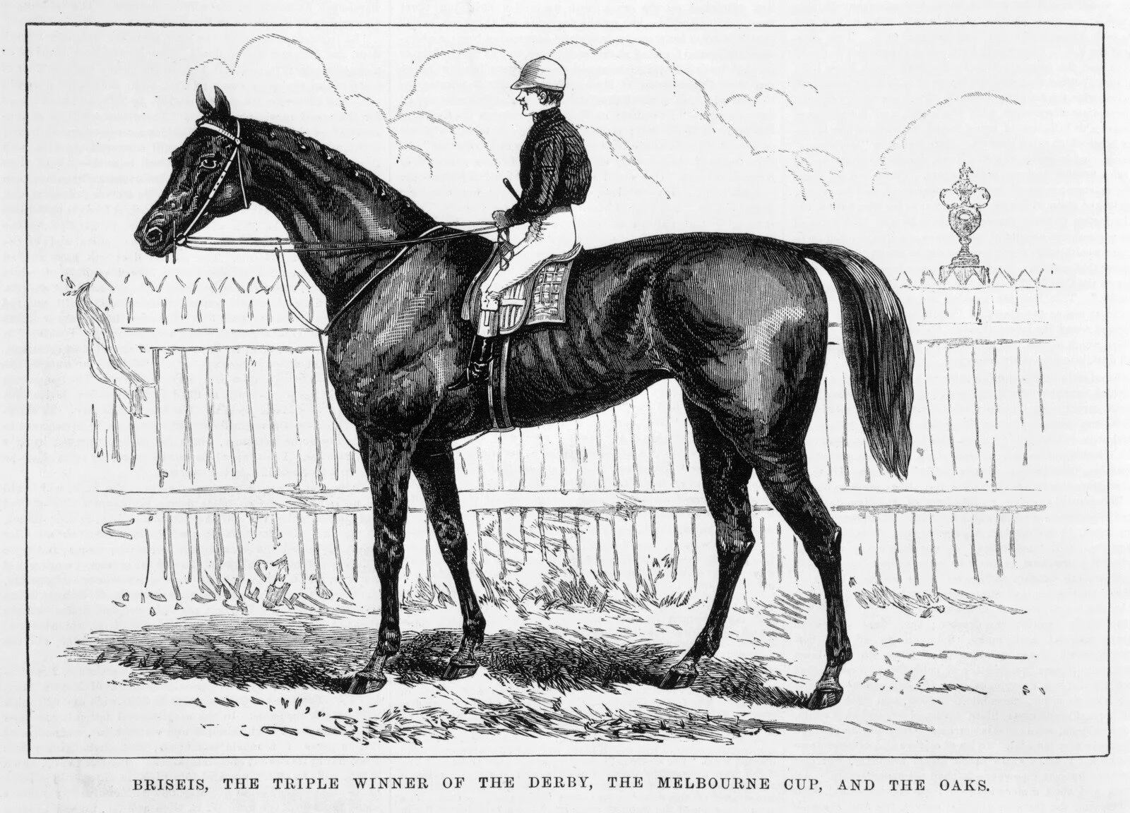 Briseis, the Triple Winner of The Derby, The Melbourne Cup, and The Oaks. [picture] . (1876).   Source: The State Library of Victoria.