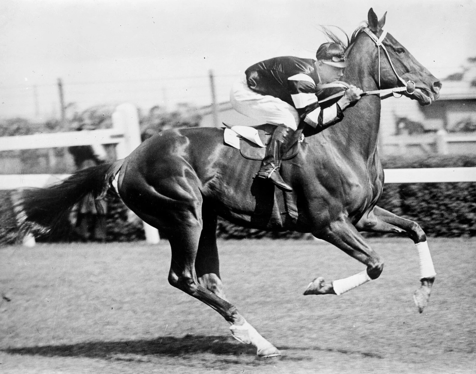 Pratt, C., &amp; Airspy. (1930). Phar Lap [picture]. Source: State Library of Victoria.