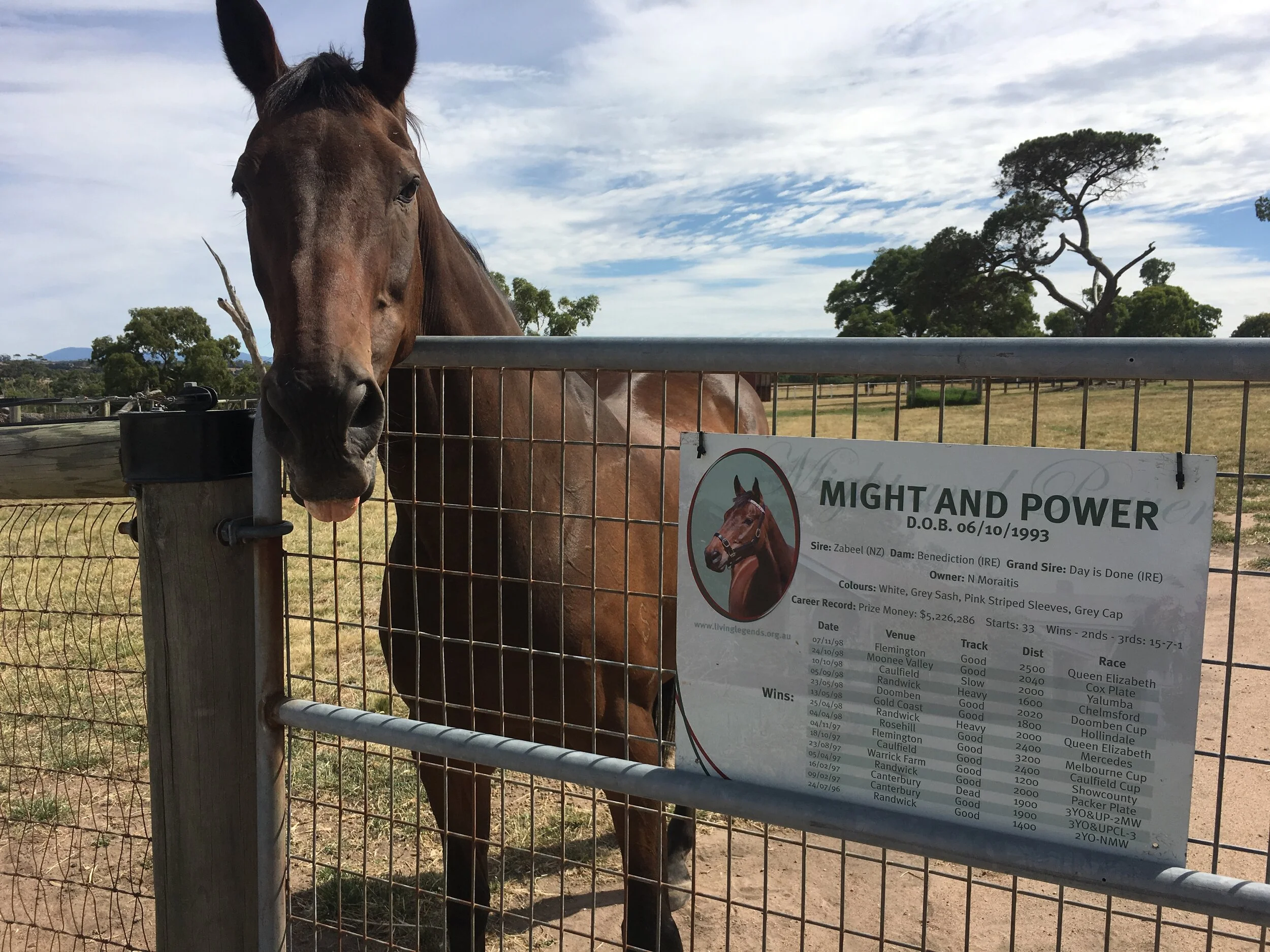Always a favourite at Living Legends be it for his prowess and talent as a racehorse or because he was always quick to join the tour to get his carrot snacks!