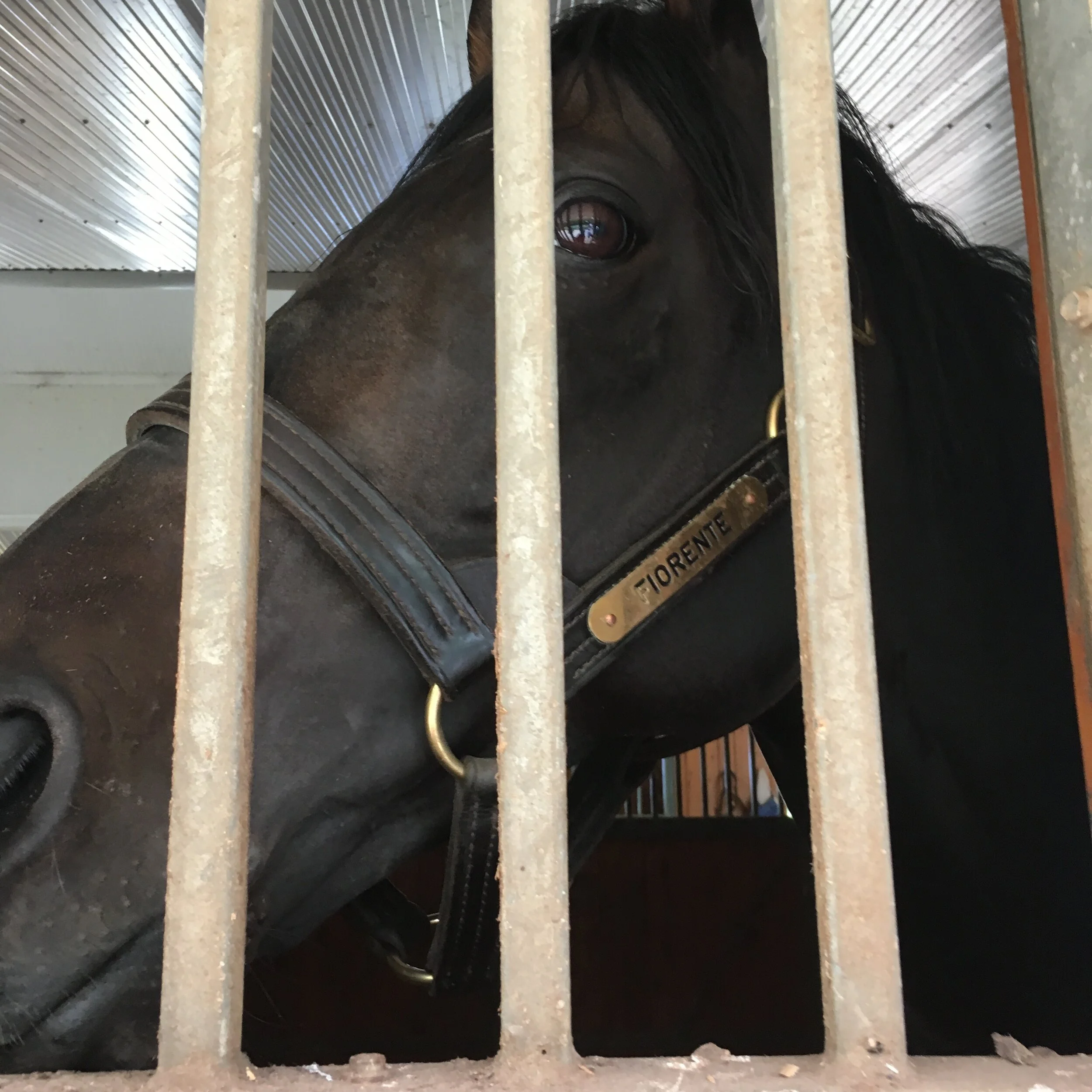 8 Fiorente pic 2.JPG