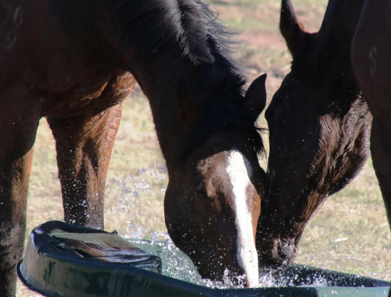 8 Prince of Penzance 4 & Might and Power share a drink.jpg