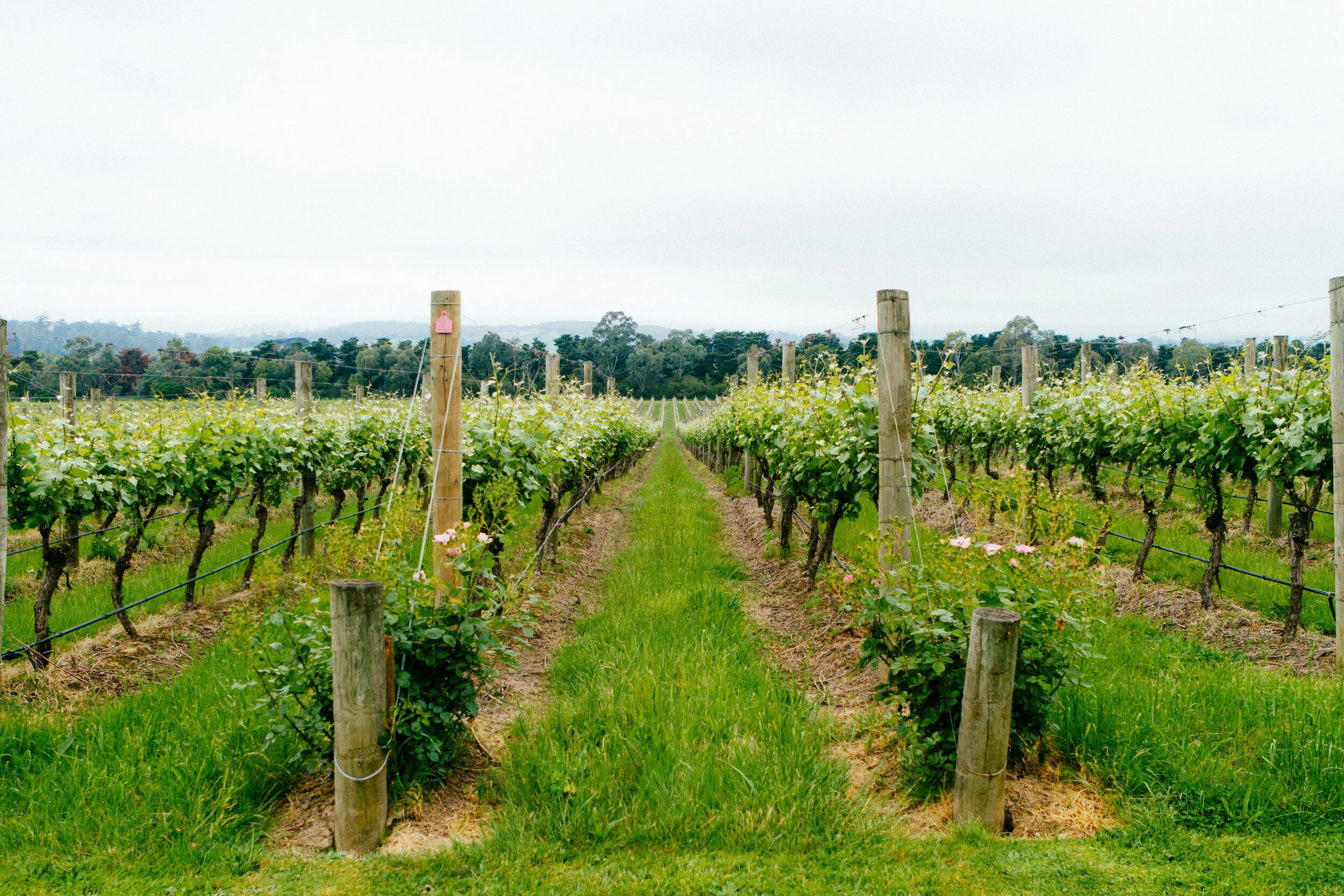 Yarra Valley vines - Visit Victoria