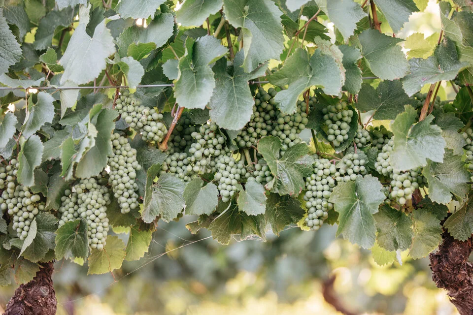 Paramoor Grapes - Visit Vic Image.jpg