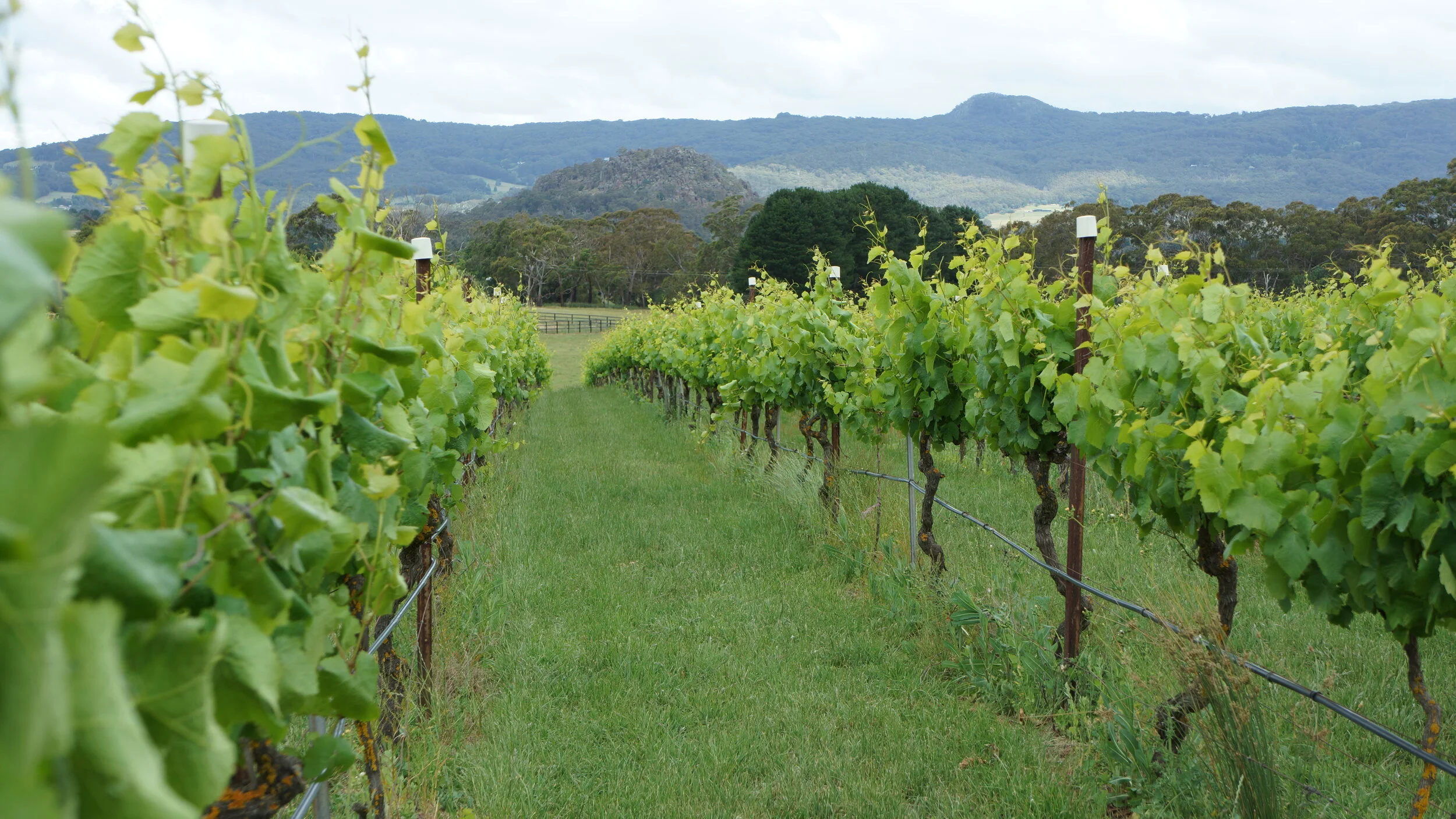 Hanging Rock Winery