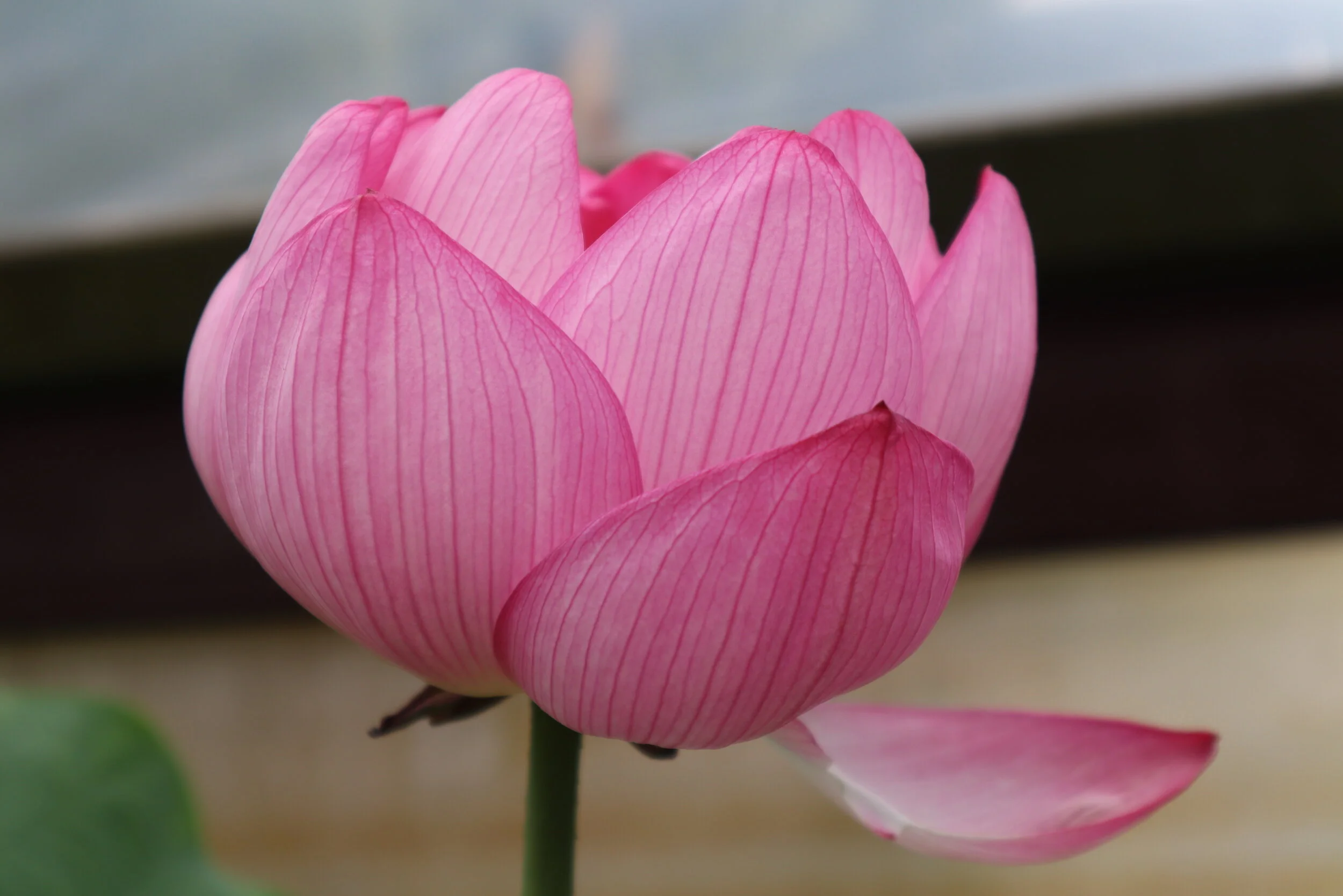 Blue Lotus Water Garden
